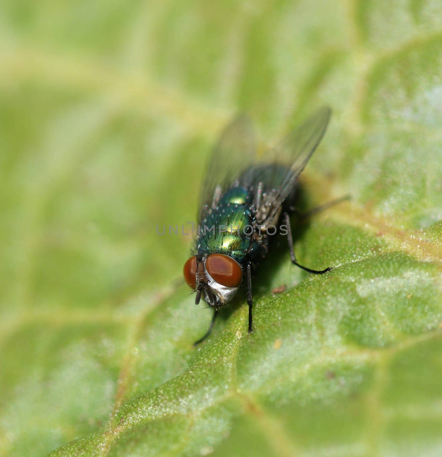 Close up shot of a fly on a leaf - very shallow depth of field
