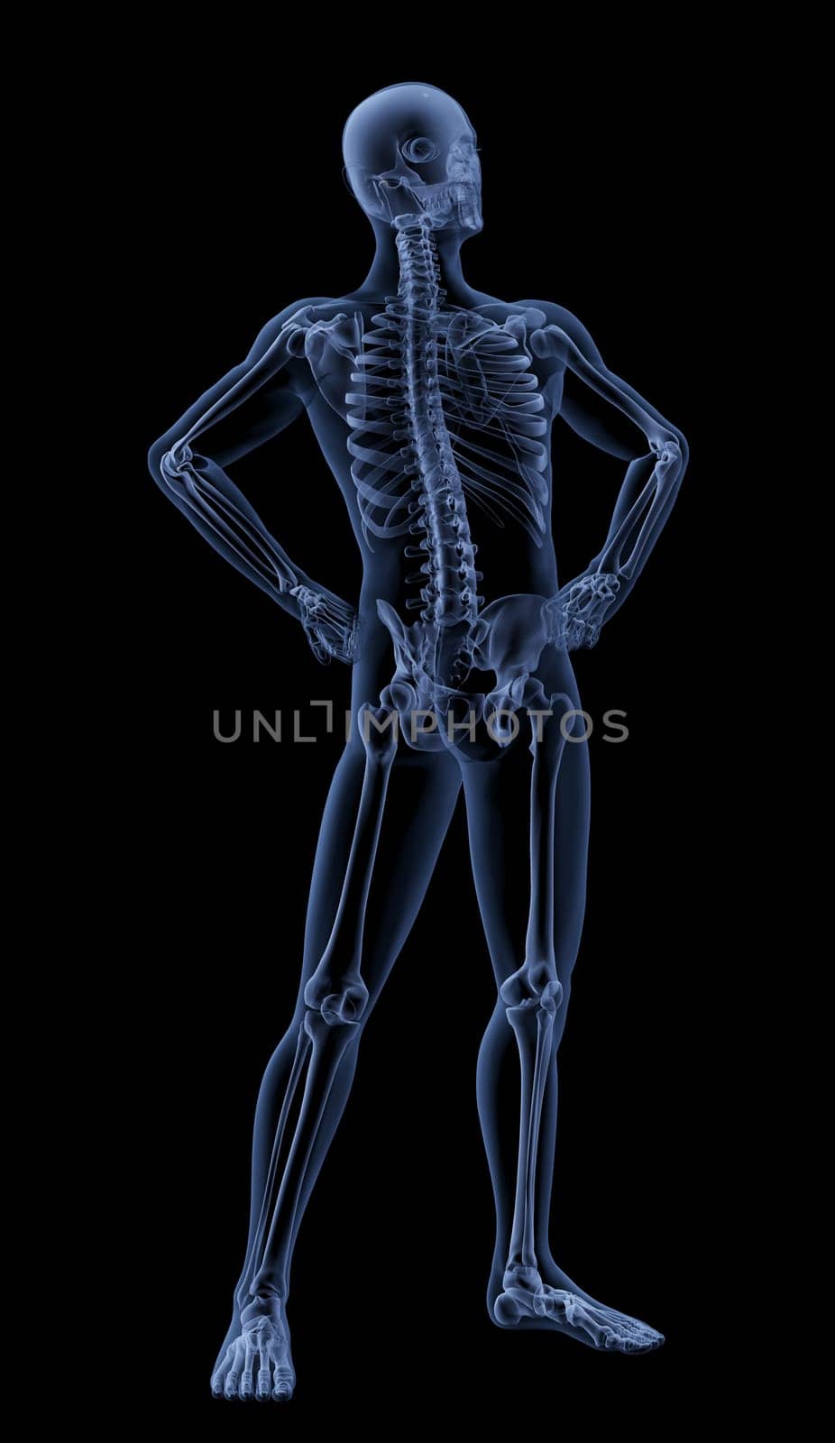 3D render of a male medical skeleton in a standing pose