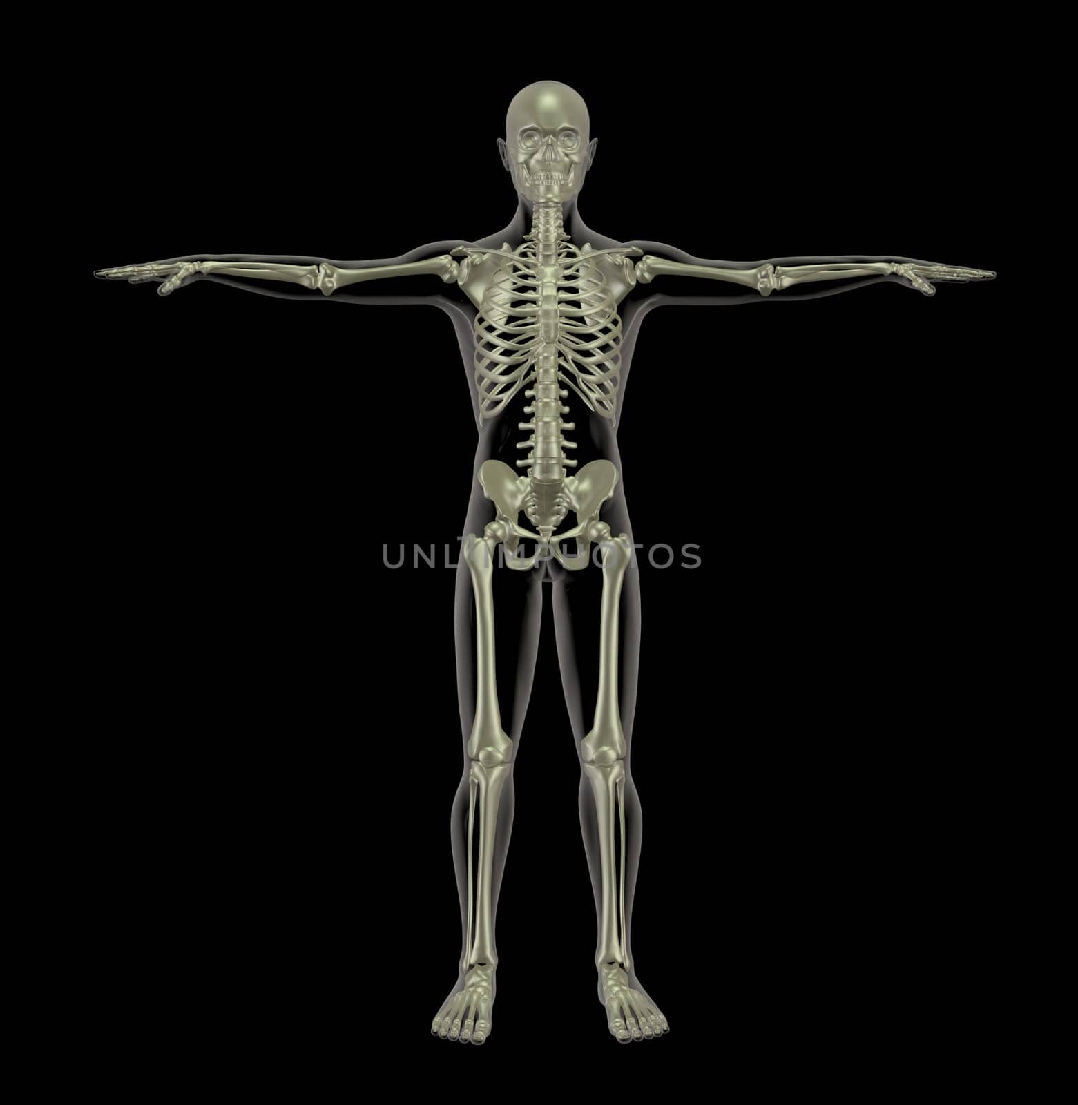 3D render of a standing human skeleton