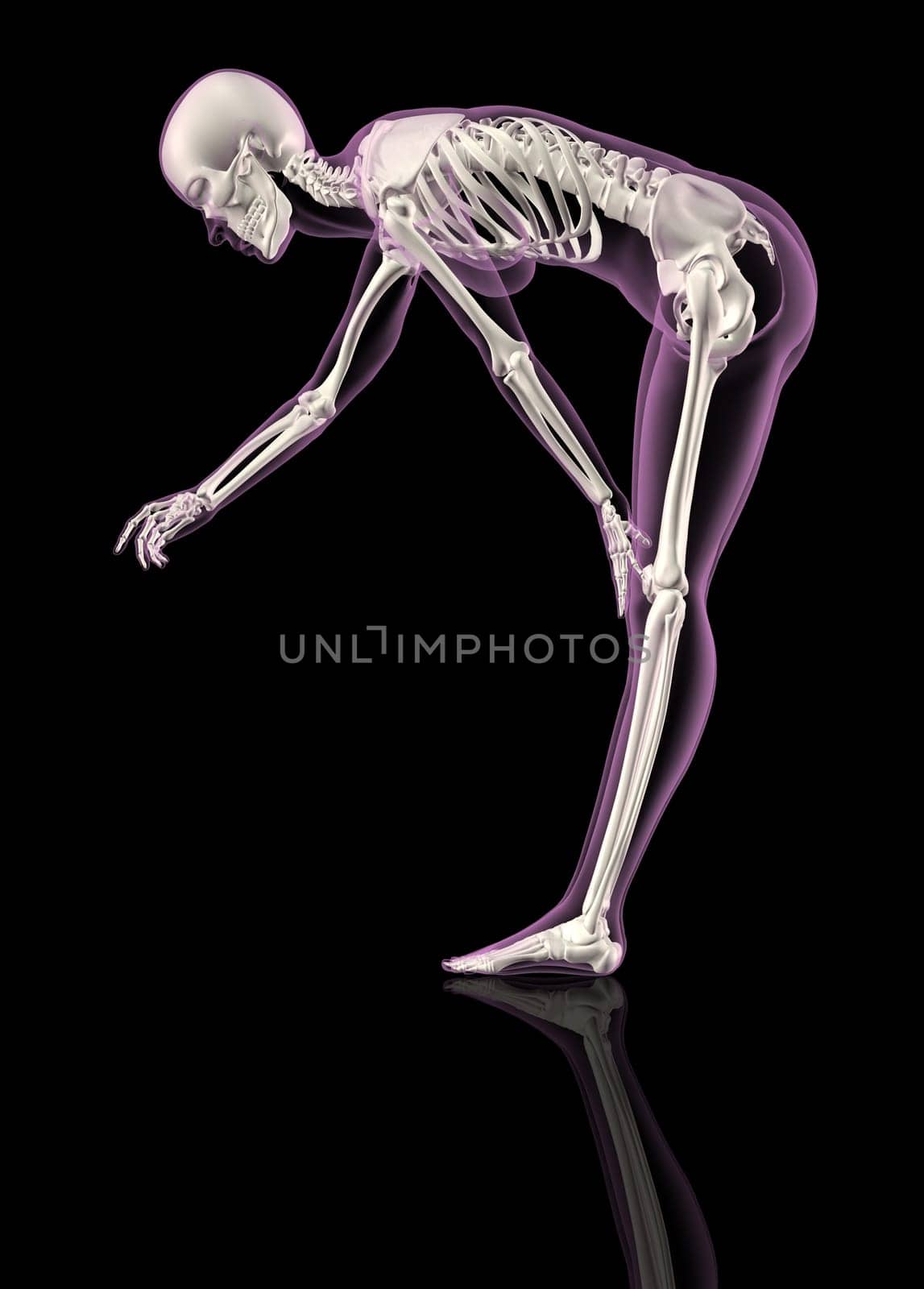 3D render of a female skeleton bending over