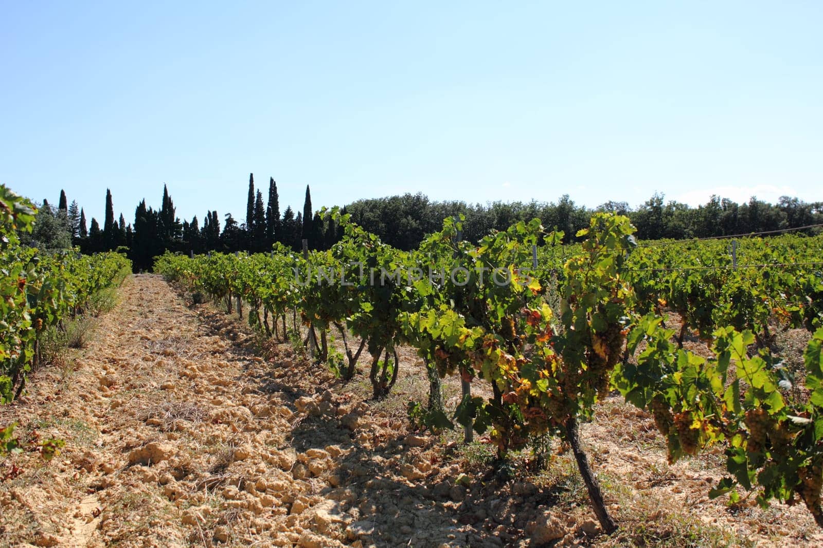 Viticulture South of France