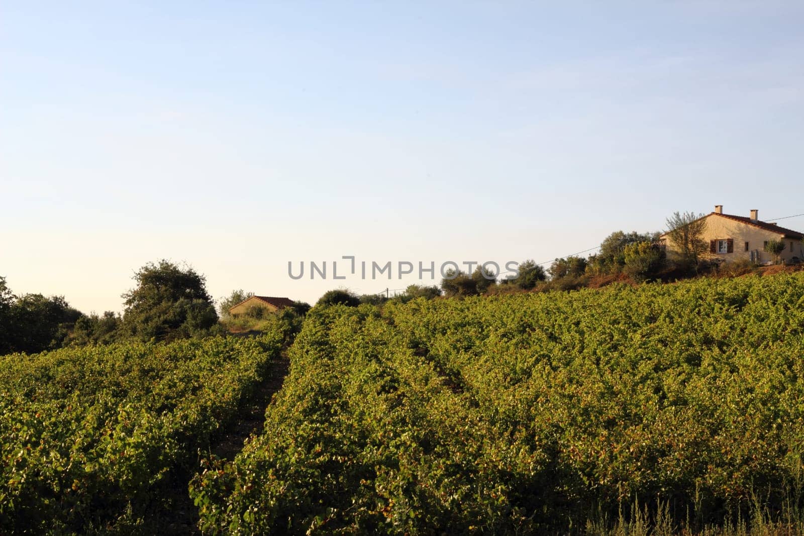 Viticulture South of France