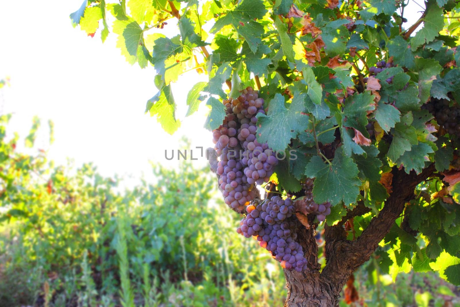 Red grapes