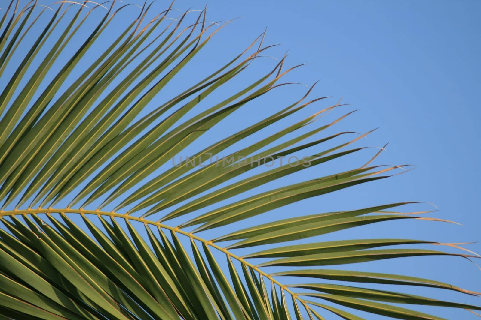 palm tree