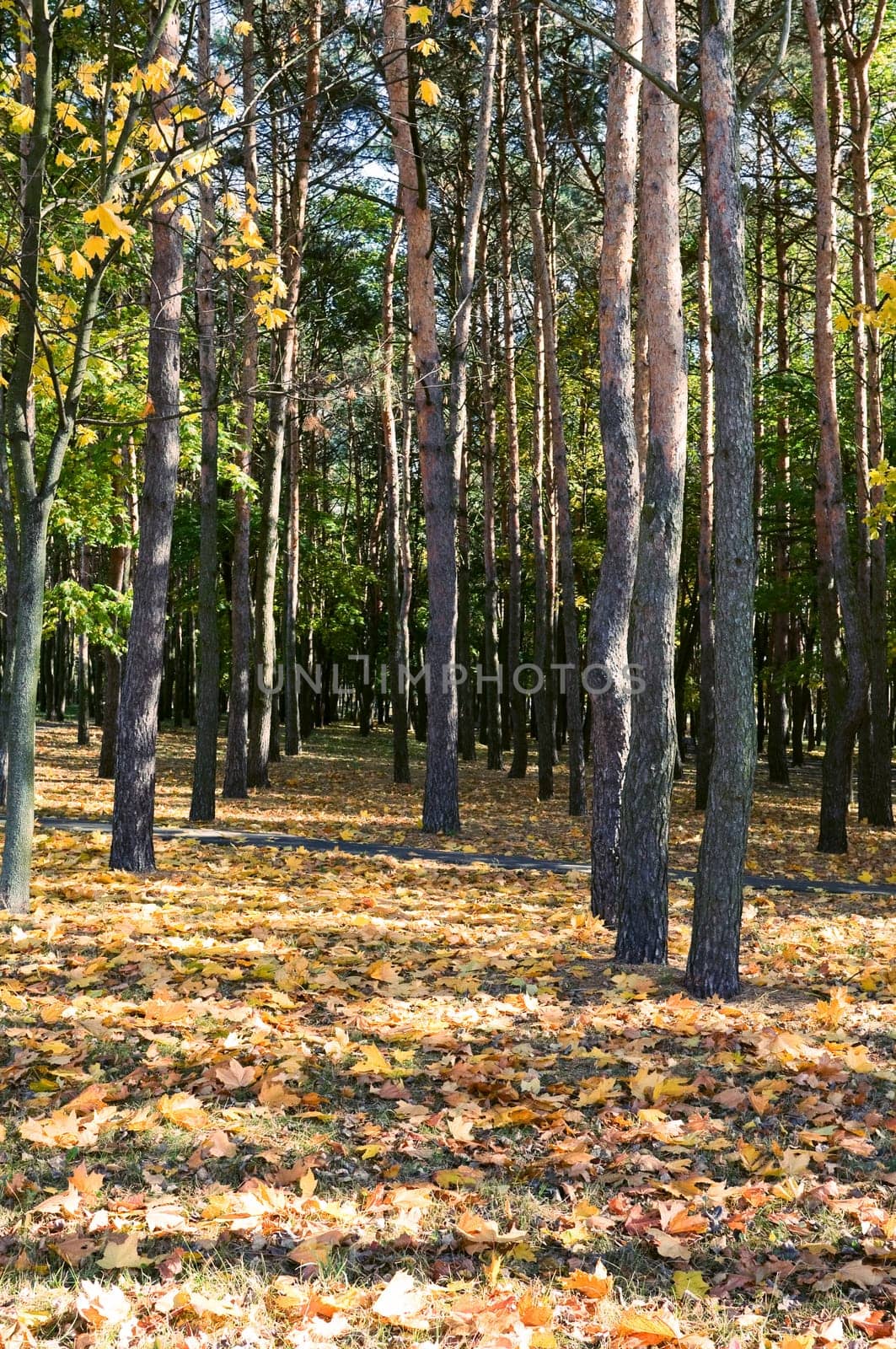 City park with autumn leaves on the trees yellowed