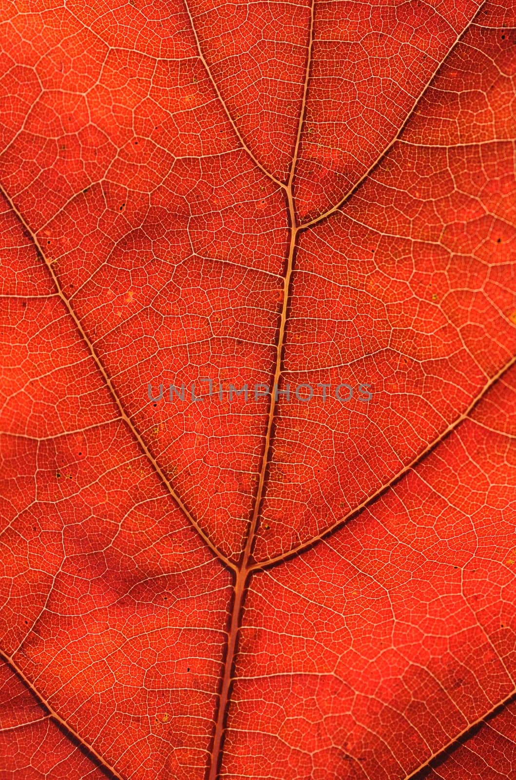 Oak leaf