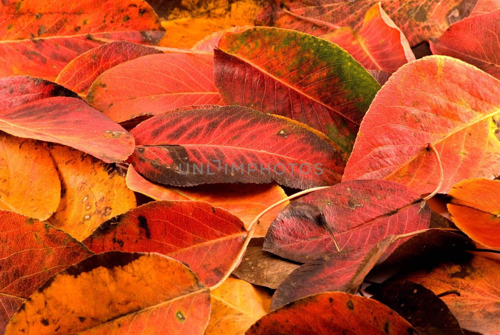 The heap of autumn leaves is photographed close up