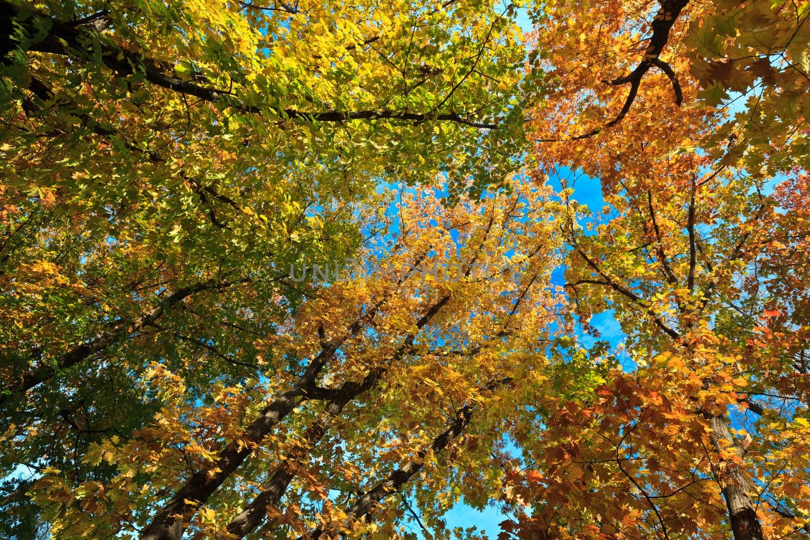 projection on the sky of autumn trees