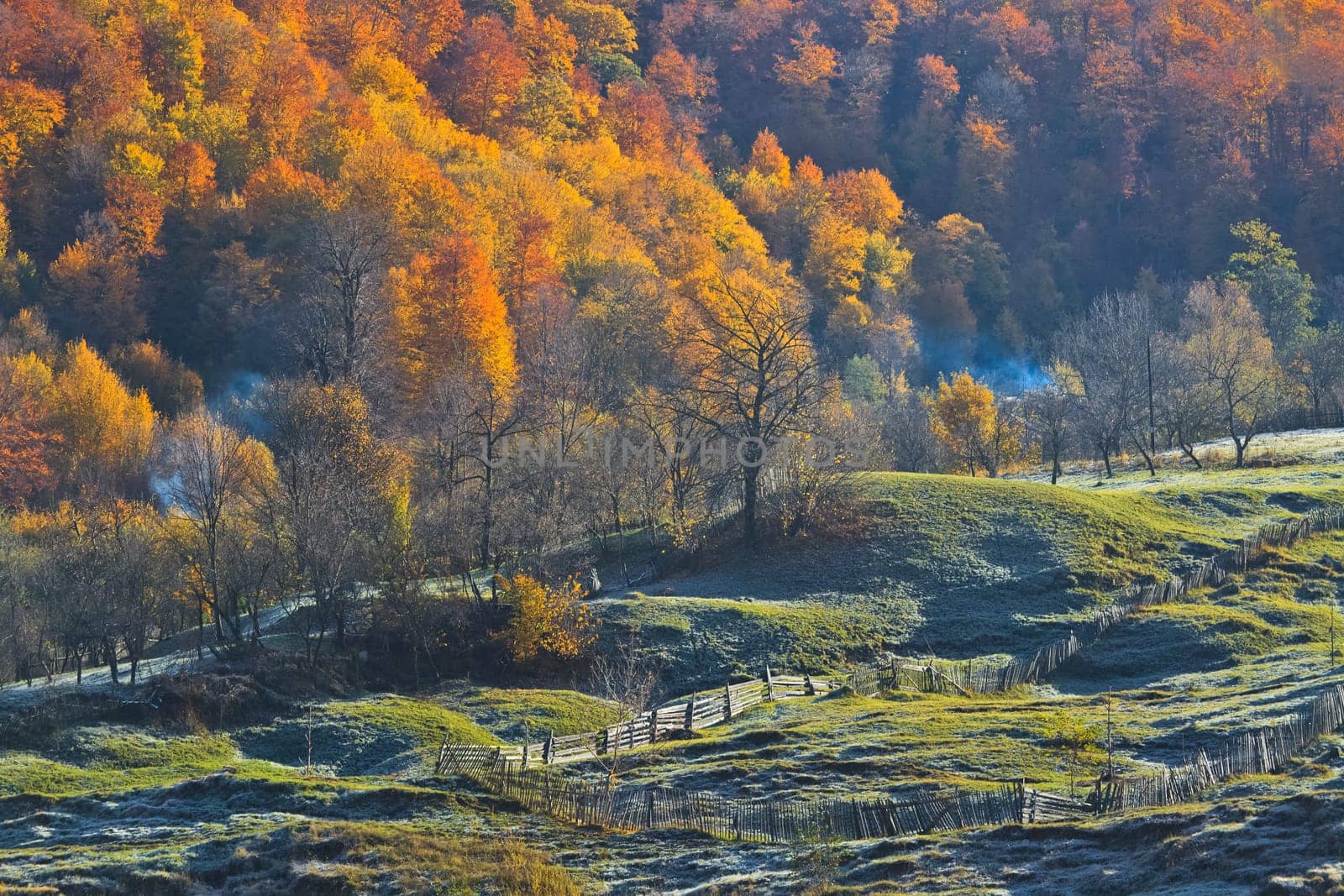 an autumn landscape with a forest background