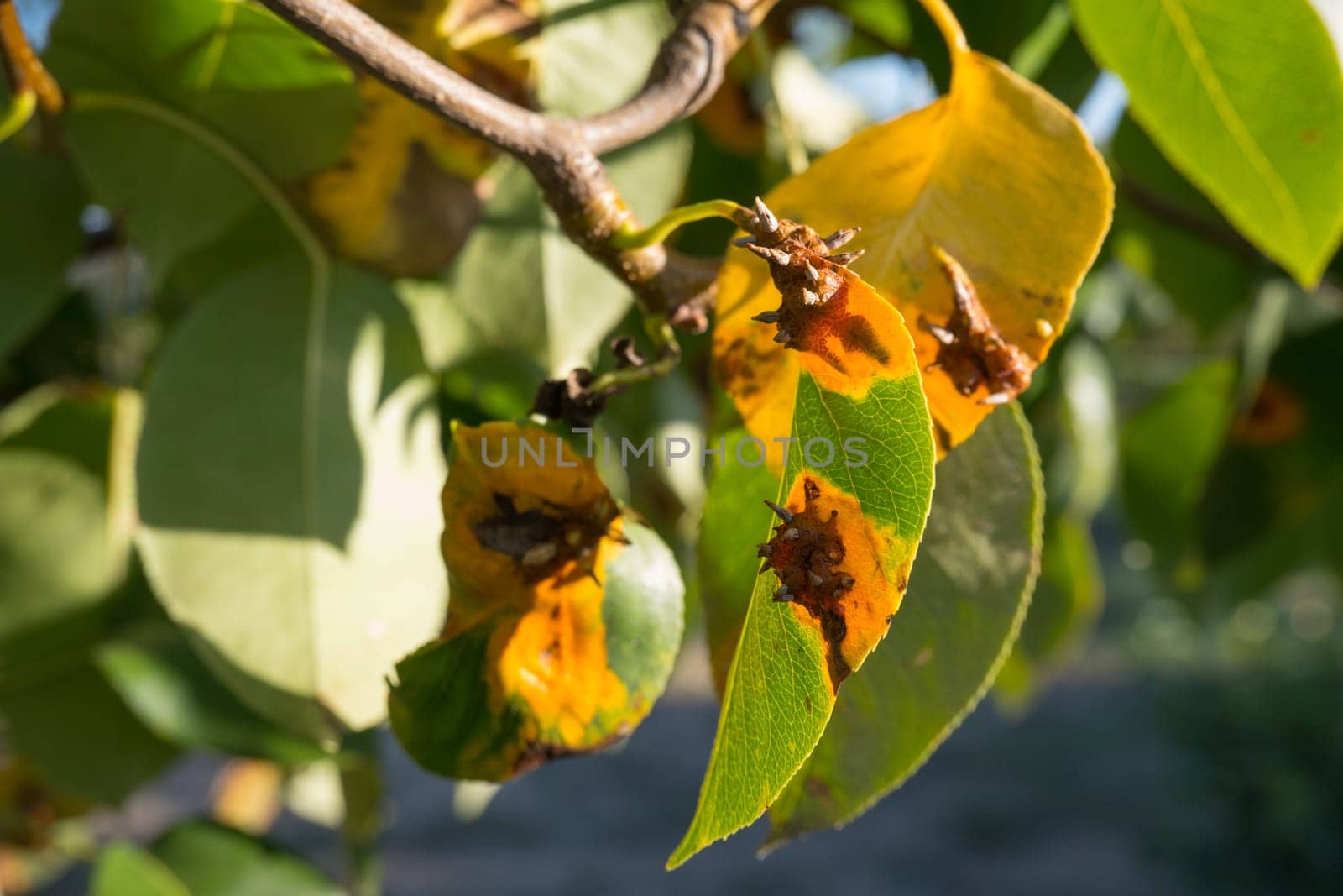 Pear leaves with Gymnosporangium sabinae is a species of rust fungus in the subdivision Pucciniomycotina. Known as pear rust, European pear rust, or pear trellis rust. Problem in gardening by Ekaterina34