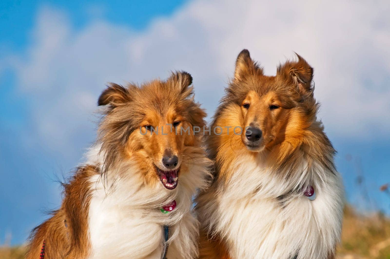 British and American Collie