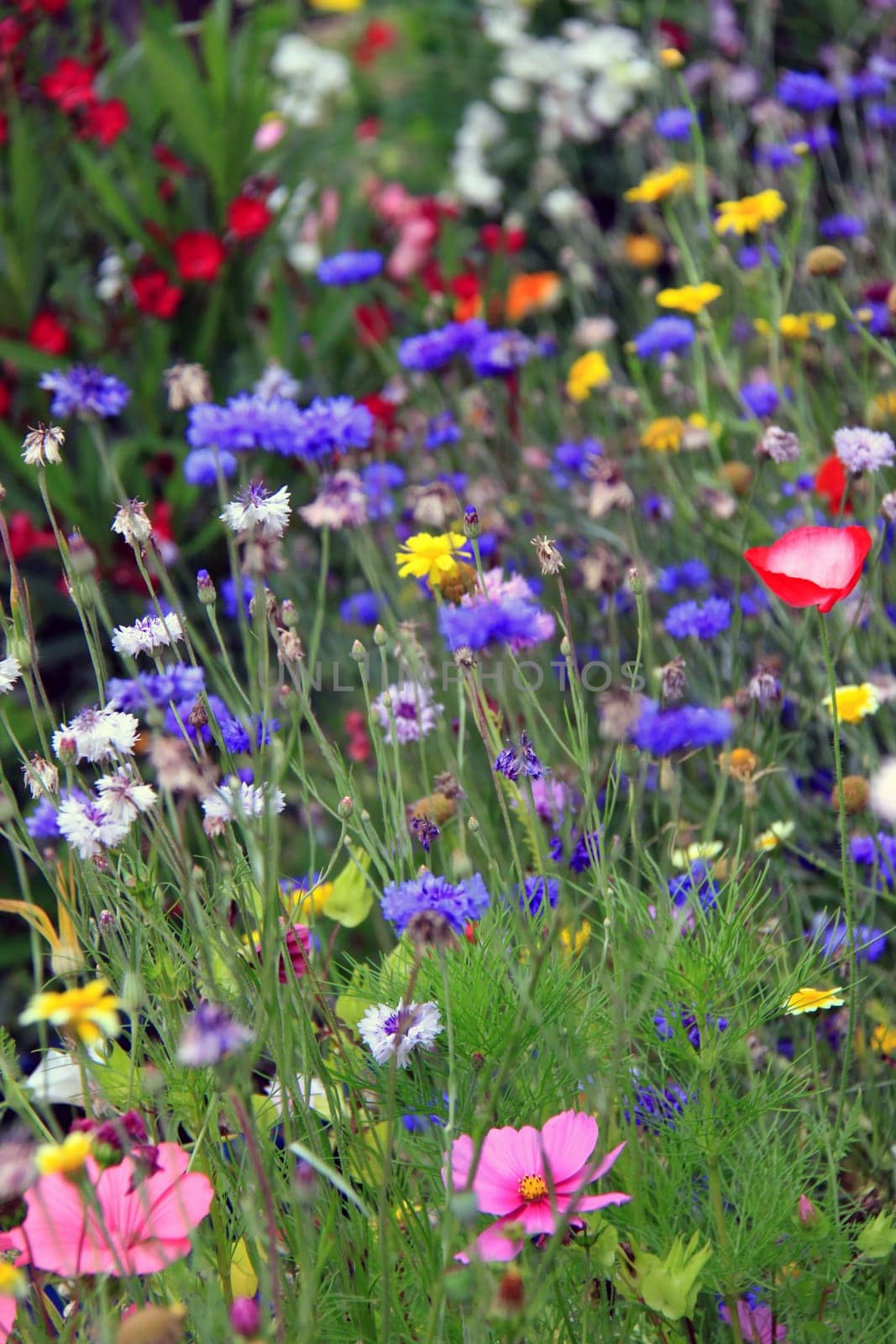 Cottage garden