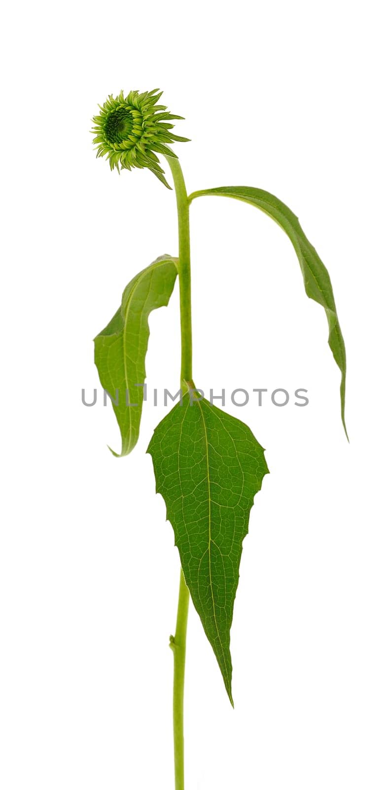 Echinacea purpurea flower over white background