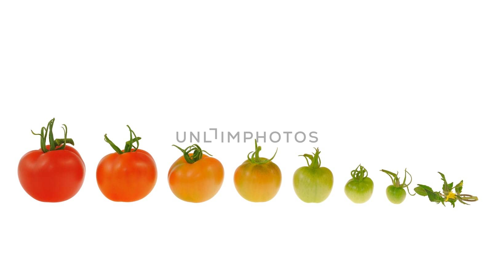 Evolution of red tomato isolated on white background