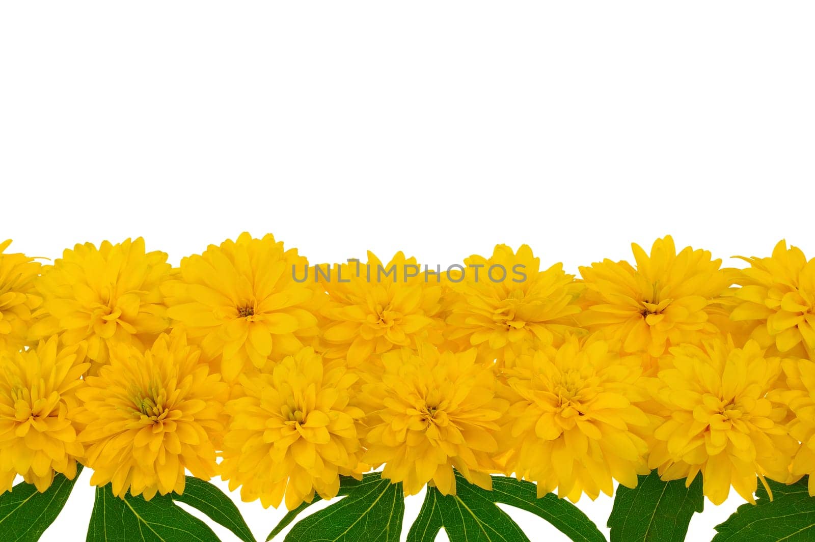 Rudbeckia laciniata flower heads in row