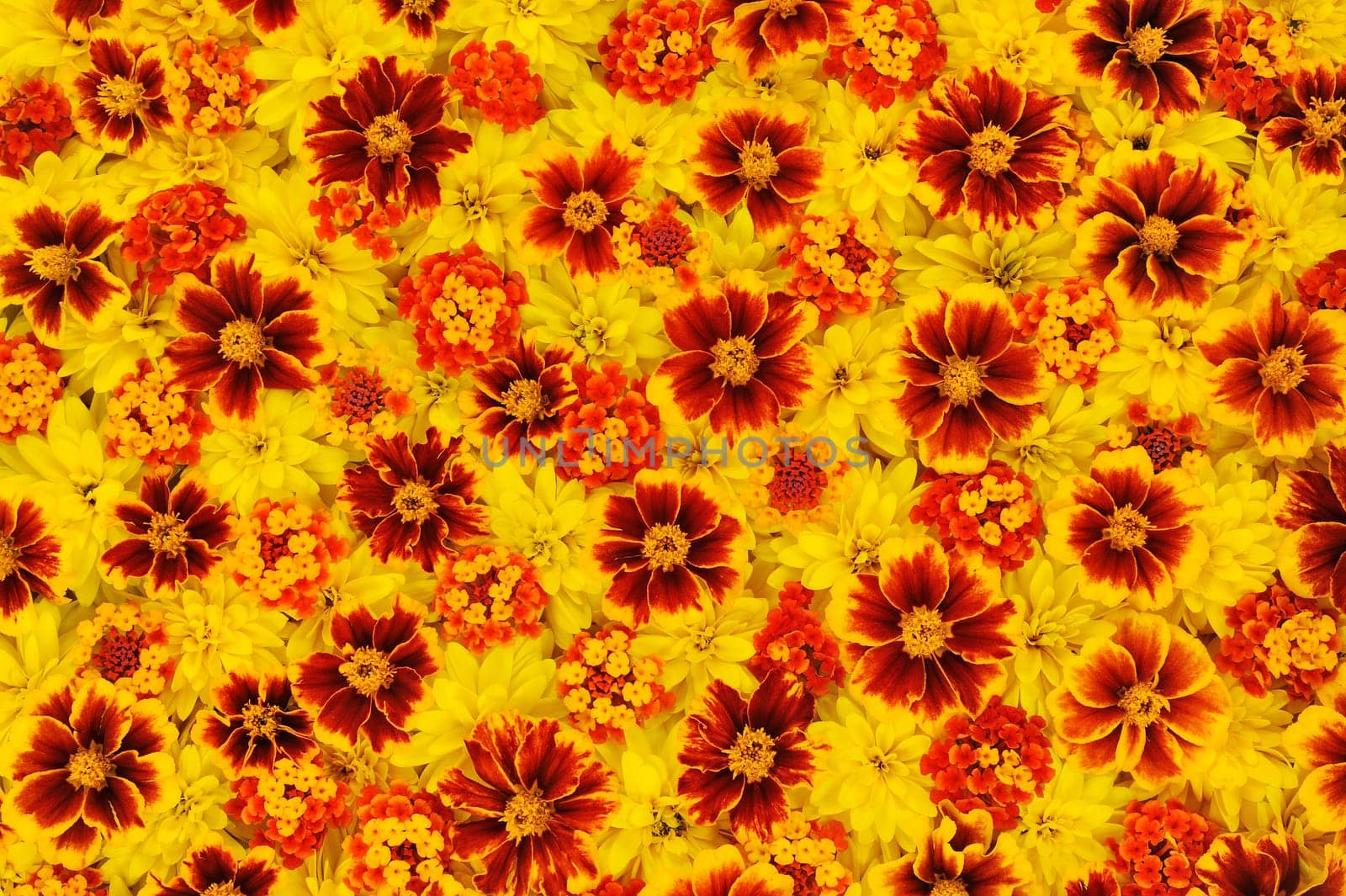 Rudbeckia laciniata, Lantana camara, Tagetes - flower heads