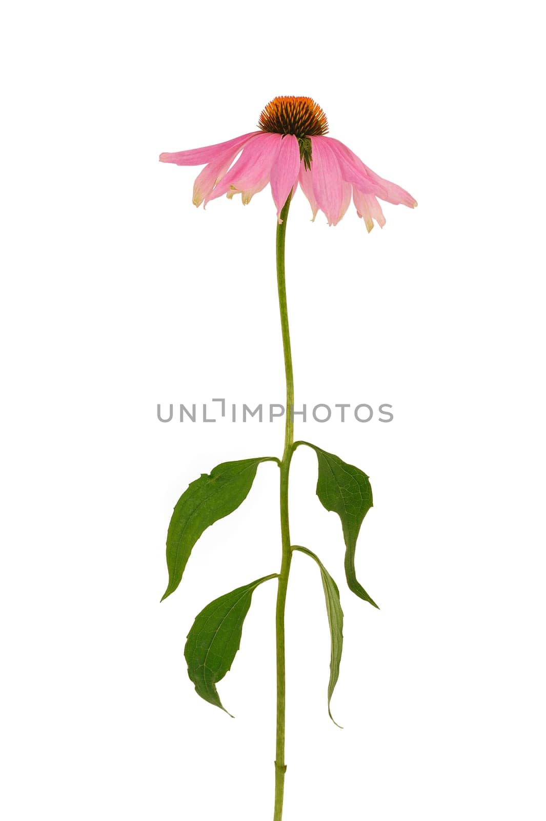 Echinacea purpurea flower over white background