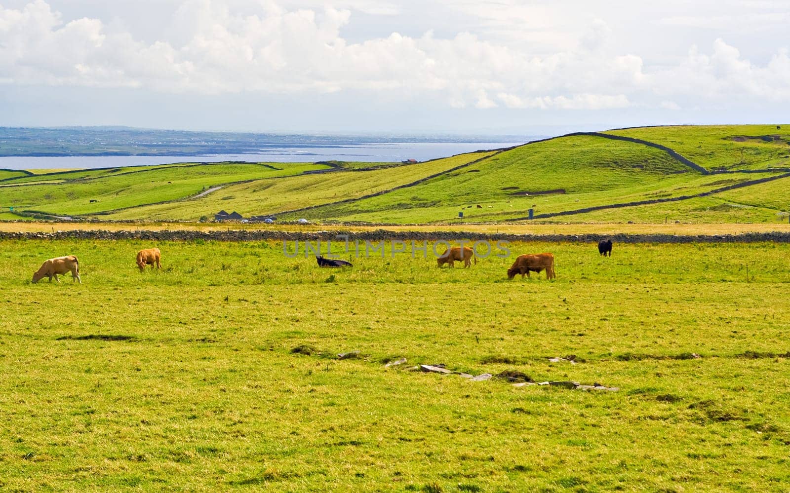 Cows grazing in a meadow in County Clare, Ireland