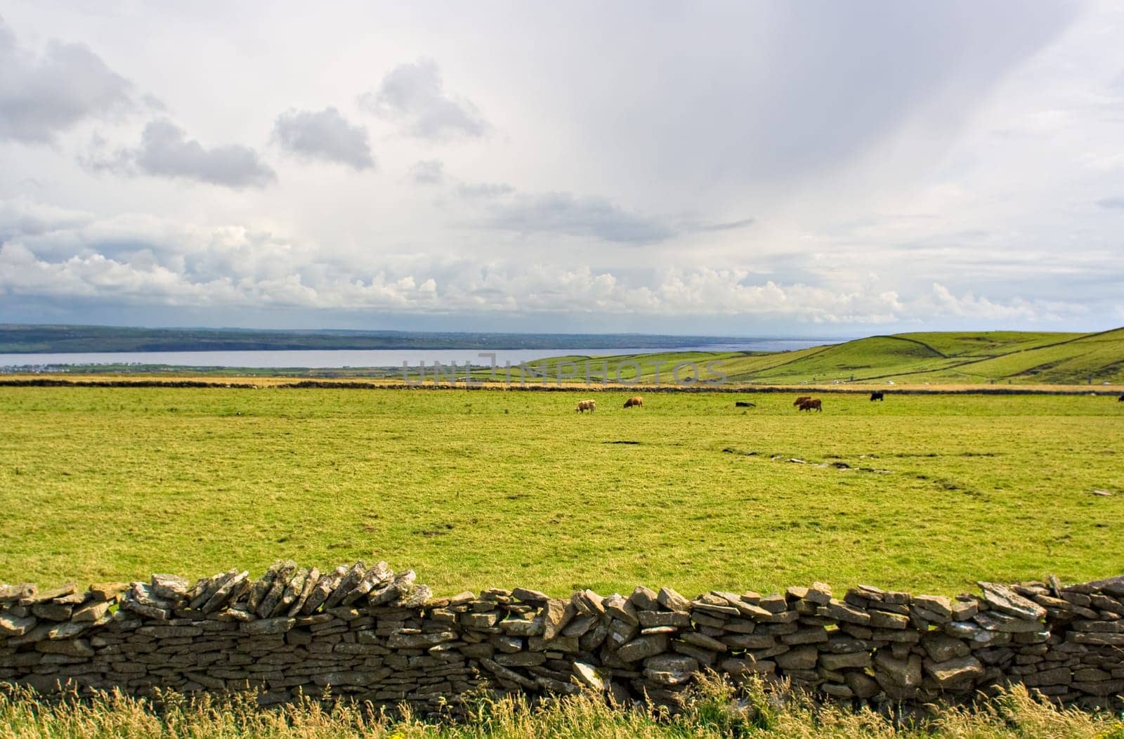 Cows grazing in a meadow in County Clare, Ireland
