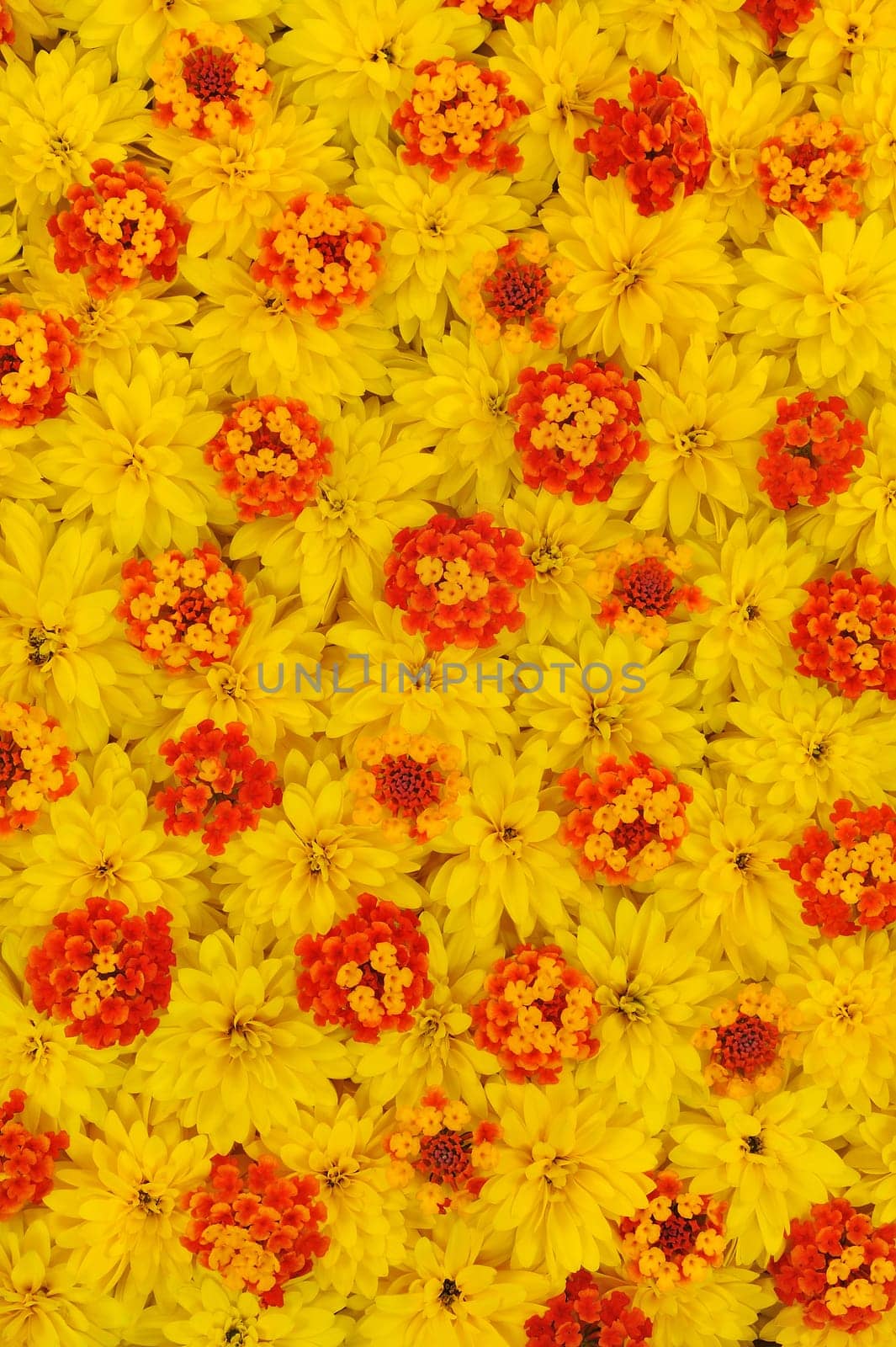 Group of Rudbeckia laciniata and Lantana camara flower heads