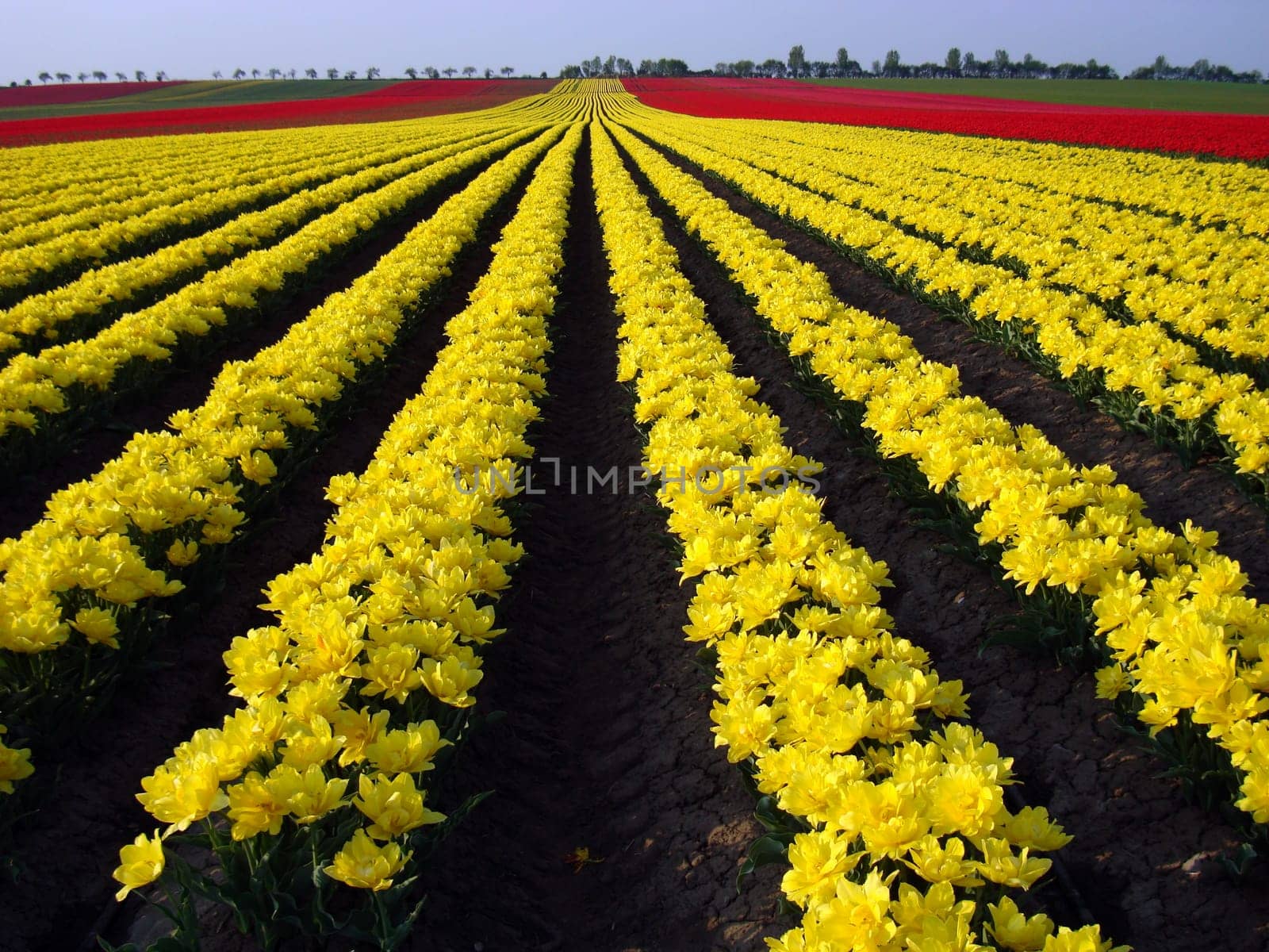 Tulip Field