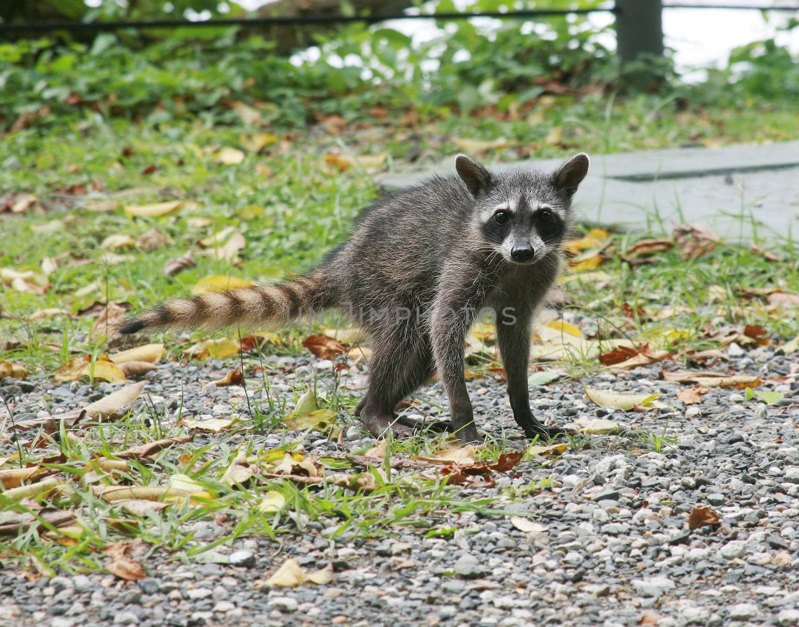 young raccoon posing in the middle of the jungle