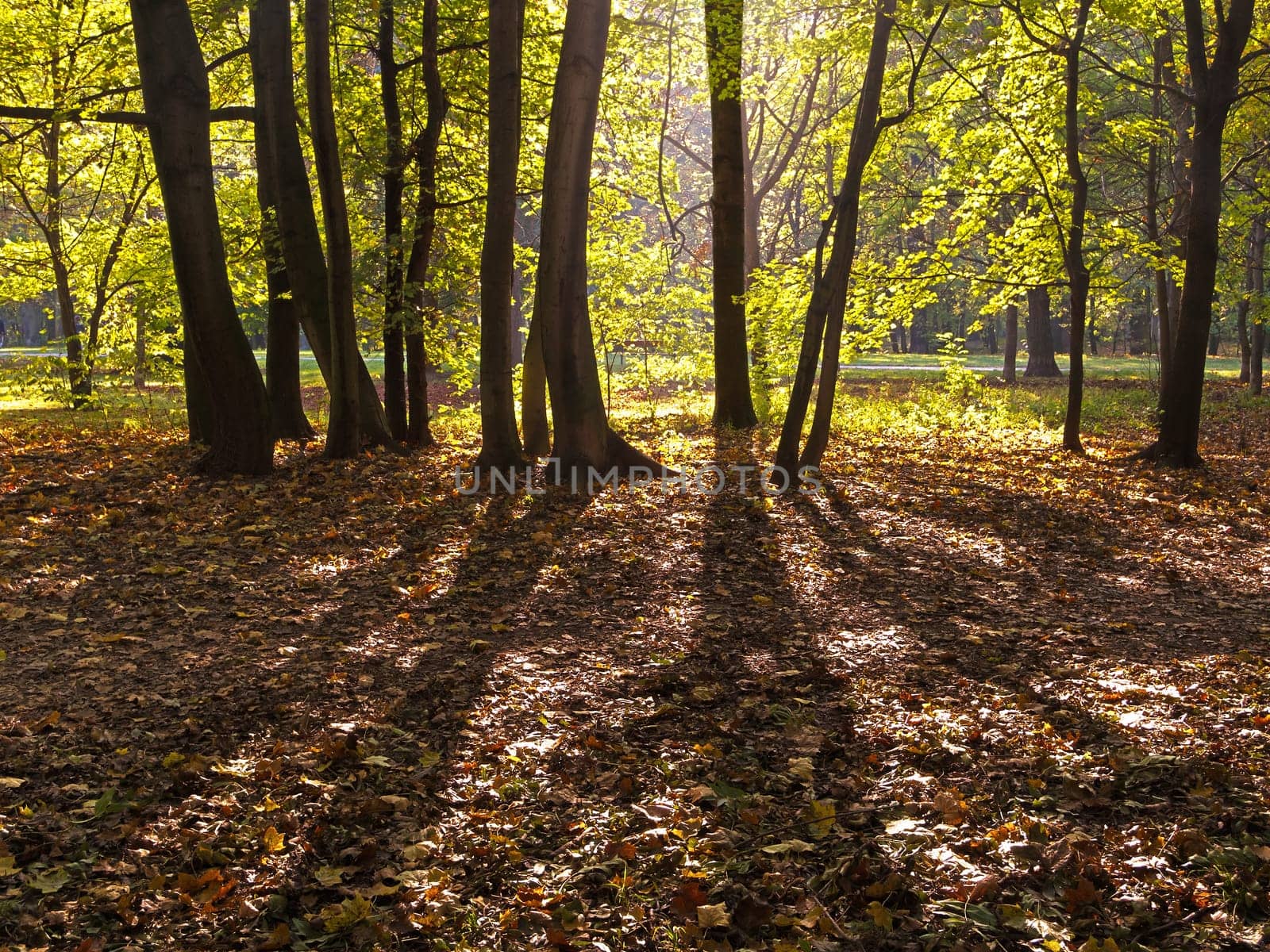 Forest in autumn,nature with leaves on the ground