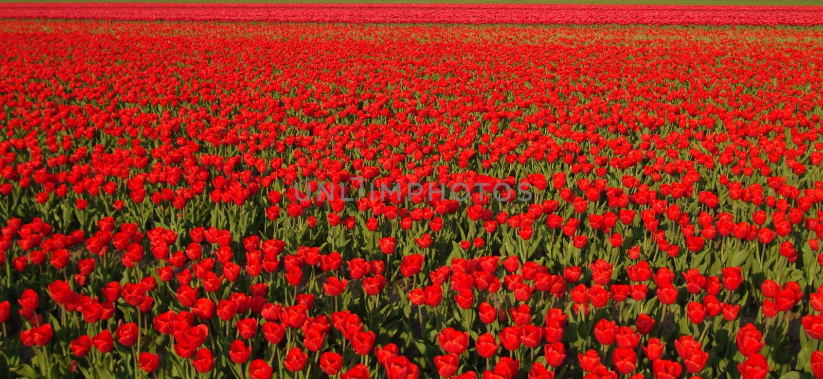 Red tulips