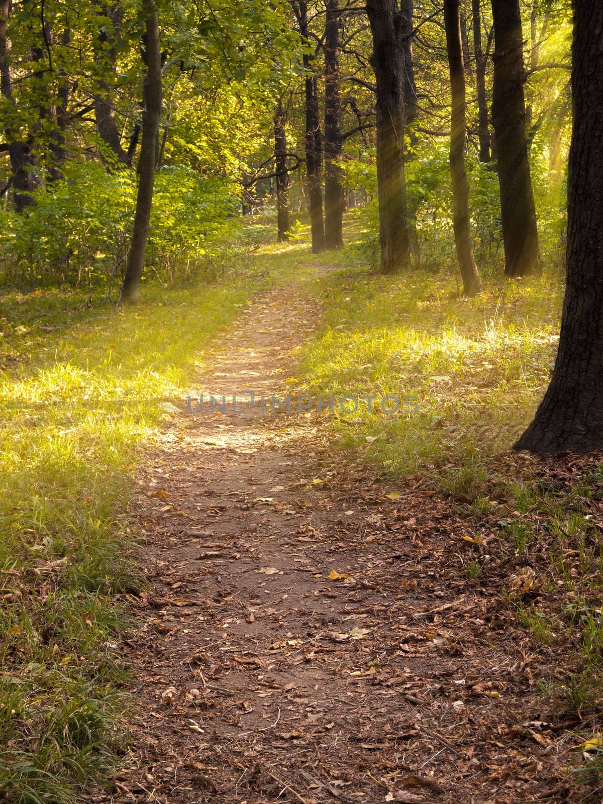 Forest in autumn,nature with leaves on the ground