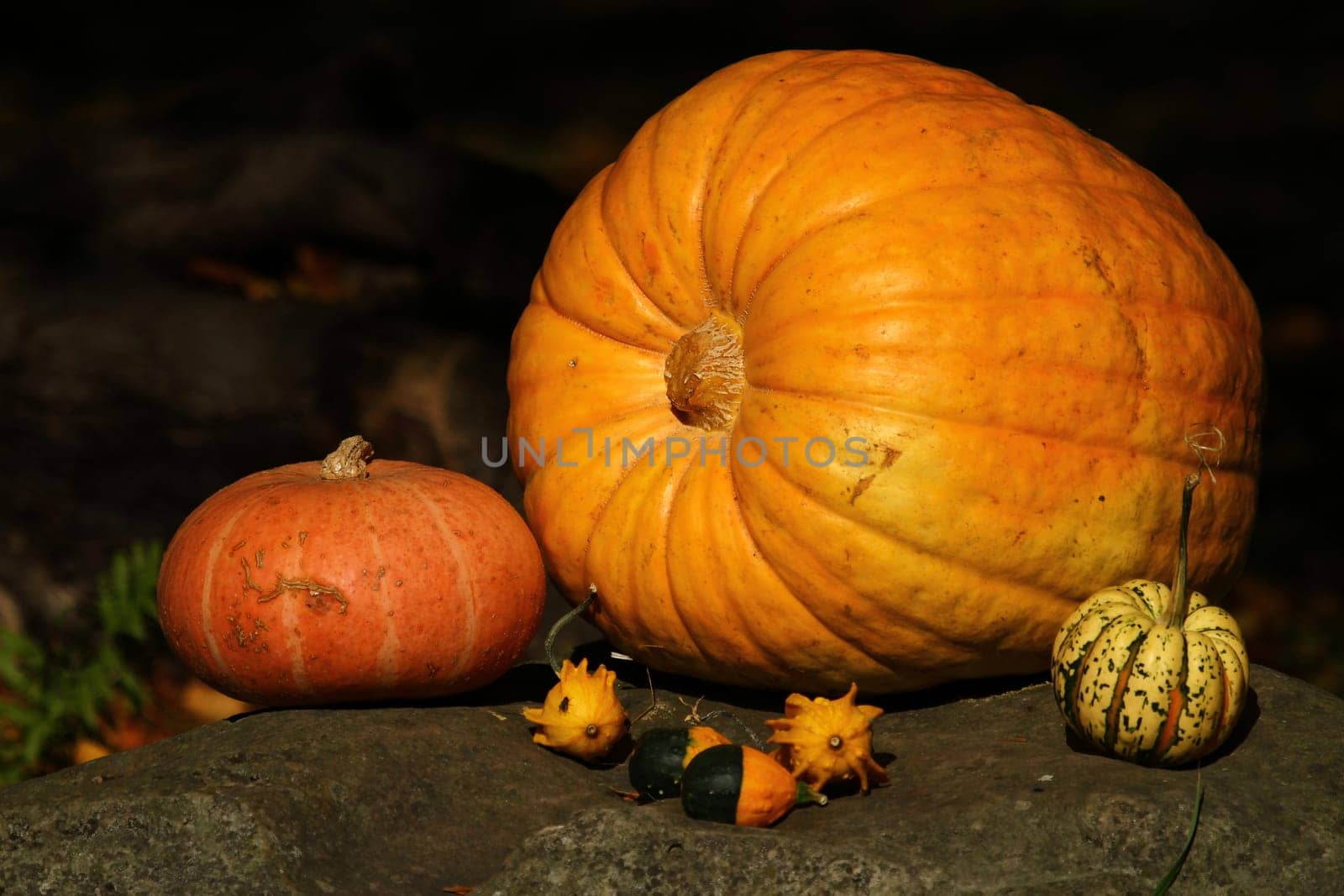 Autumn fruits