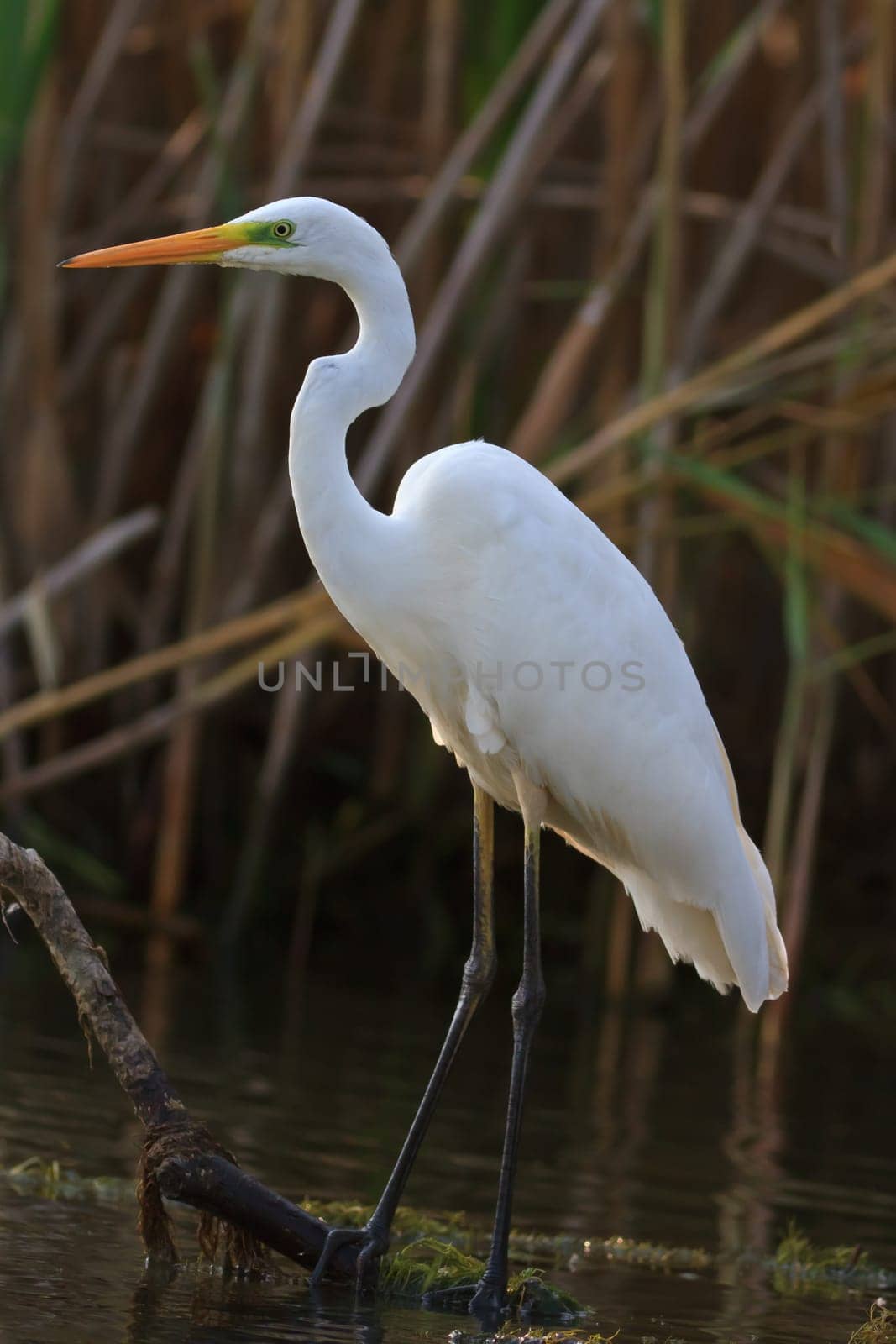 great white egret (Egretta alba) in Danube Delta, Romania