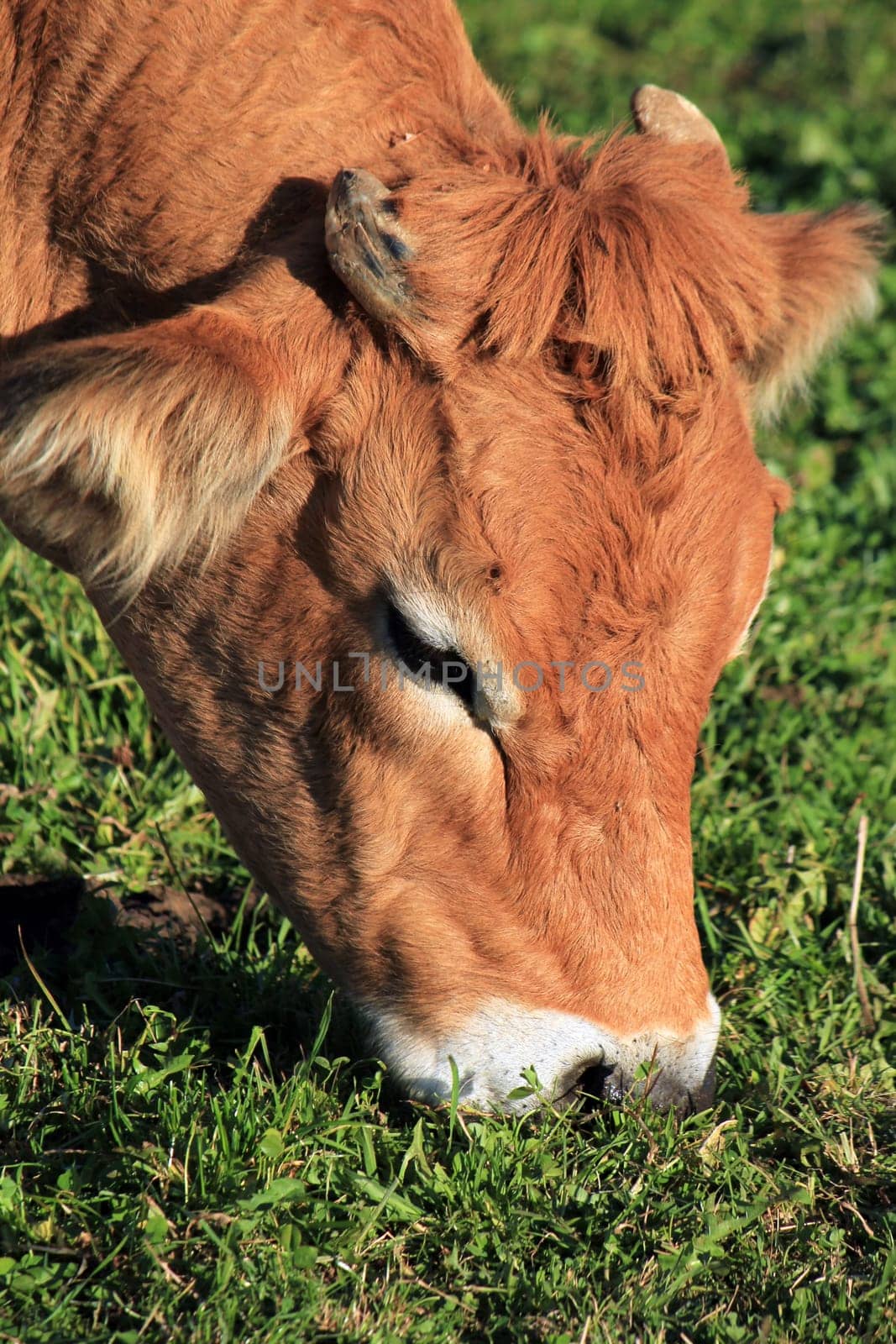 Portrait of a brown cow eating the green grass
