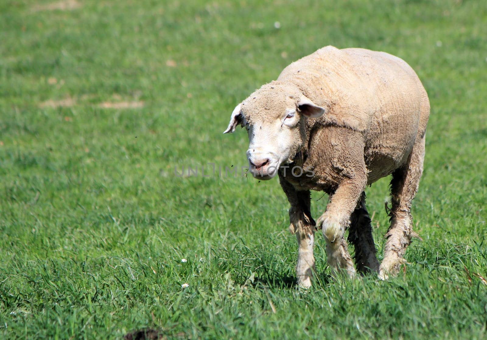 White sheep walking in a green meadow