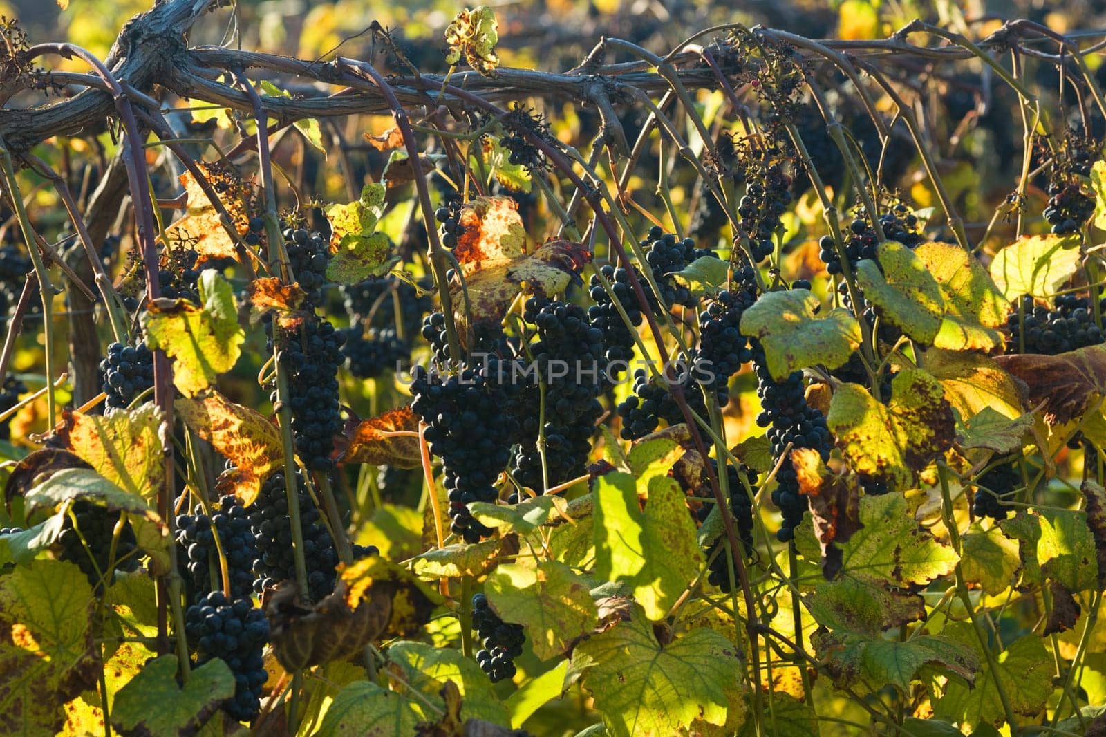 Detail of grape vines with bunches of fruit and leaves