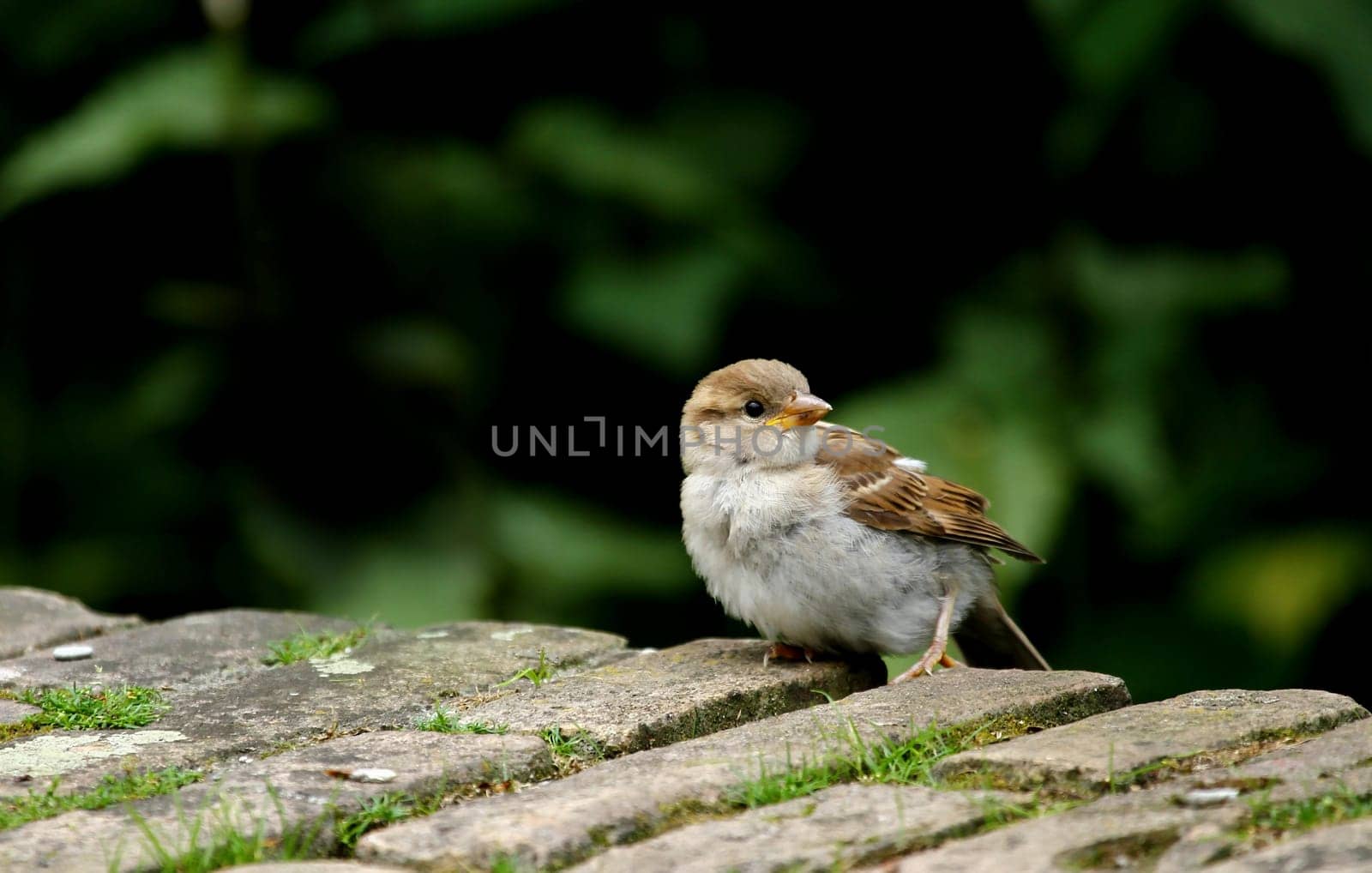 Sparrow