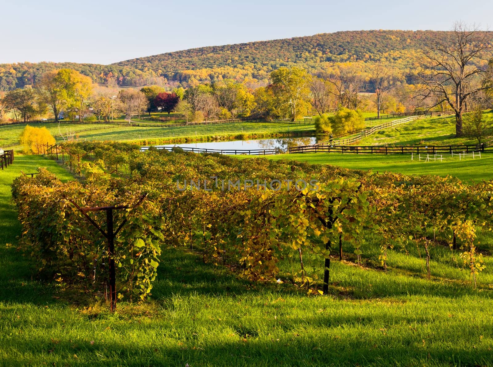 Row between grape vines leads to a set of trees with autumn leaves