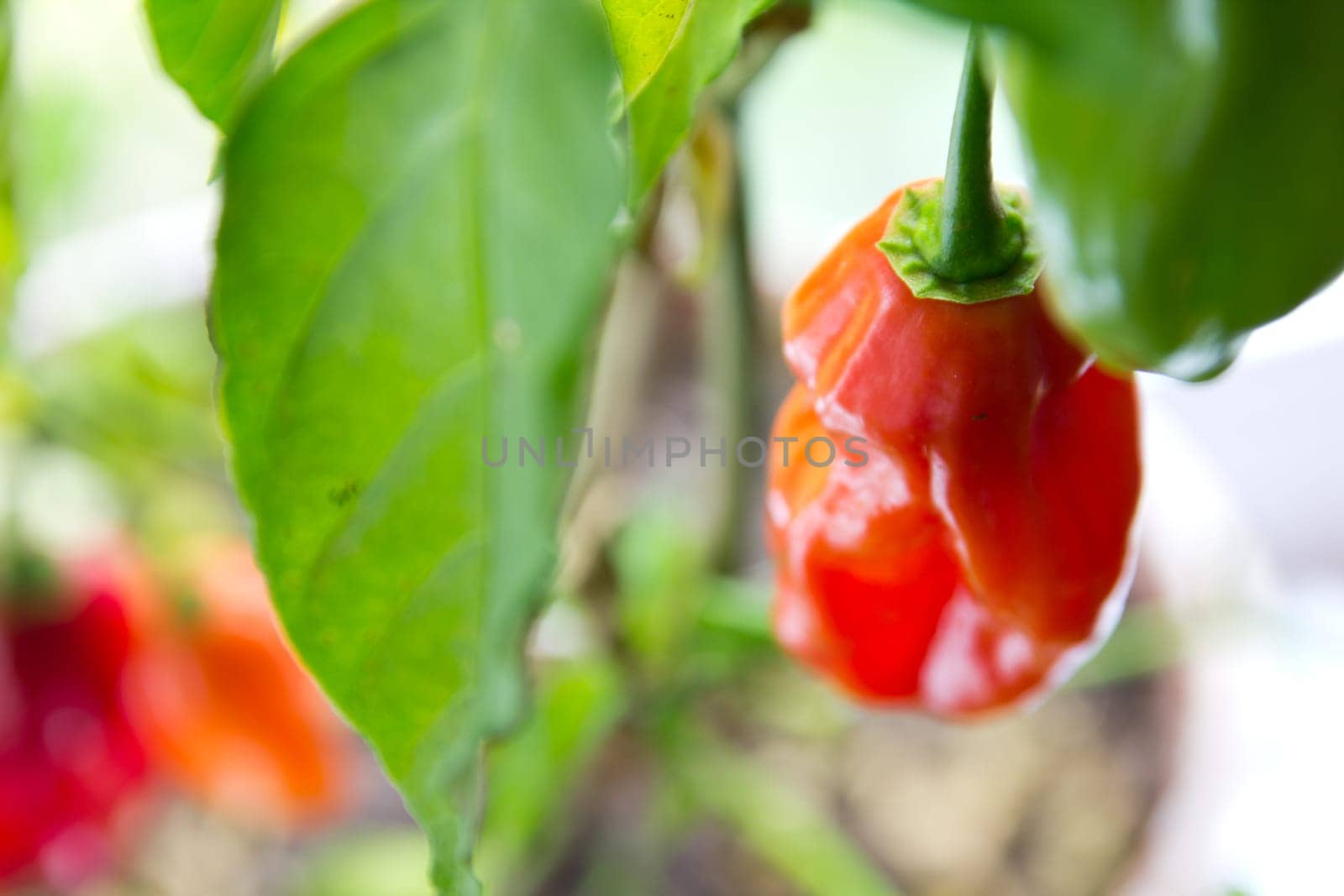 chili