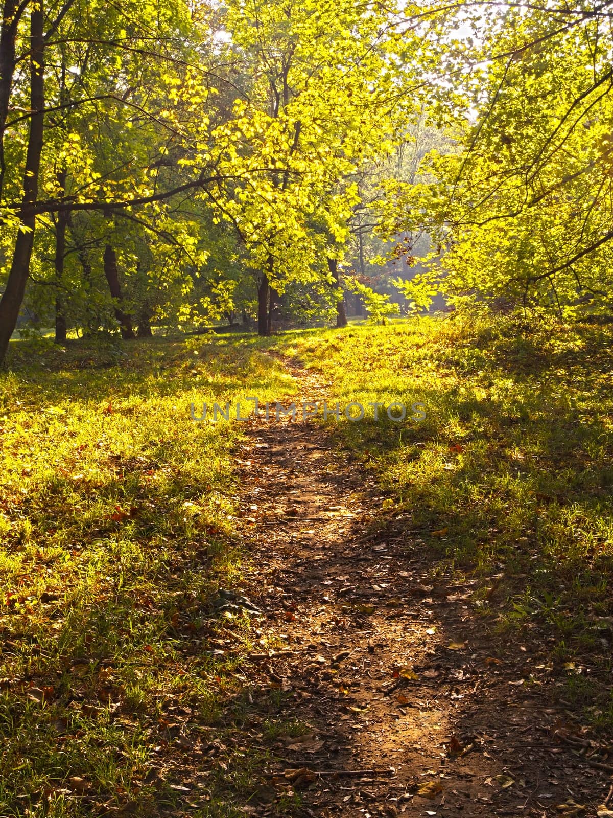 Forest in autumn,leaves on the ground in nature