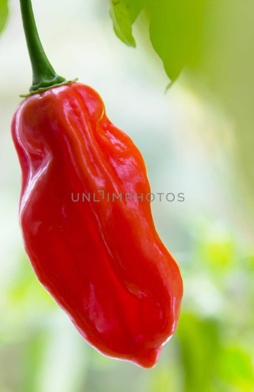 chili