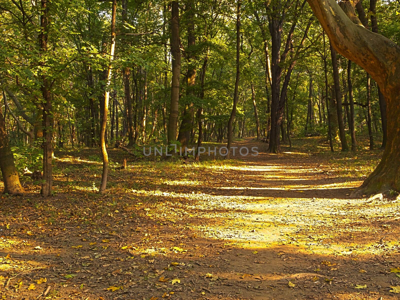 Forest in autumn,leaves on the ground in nature