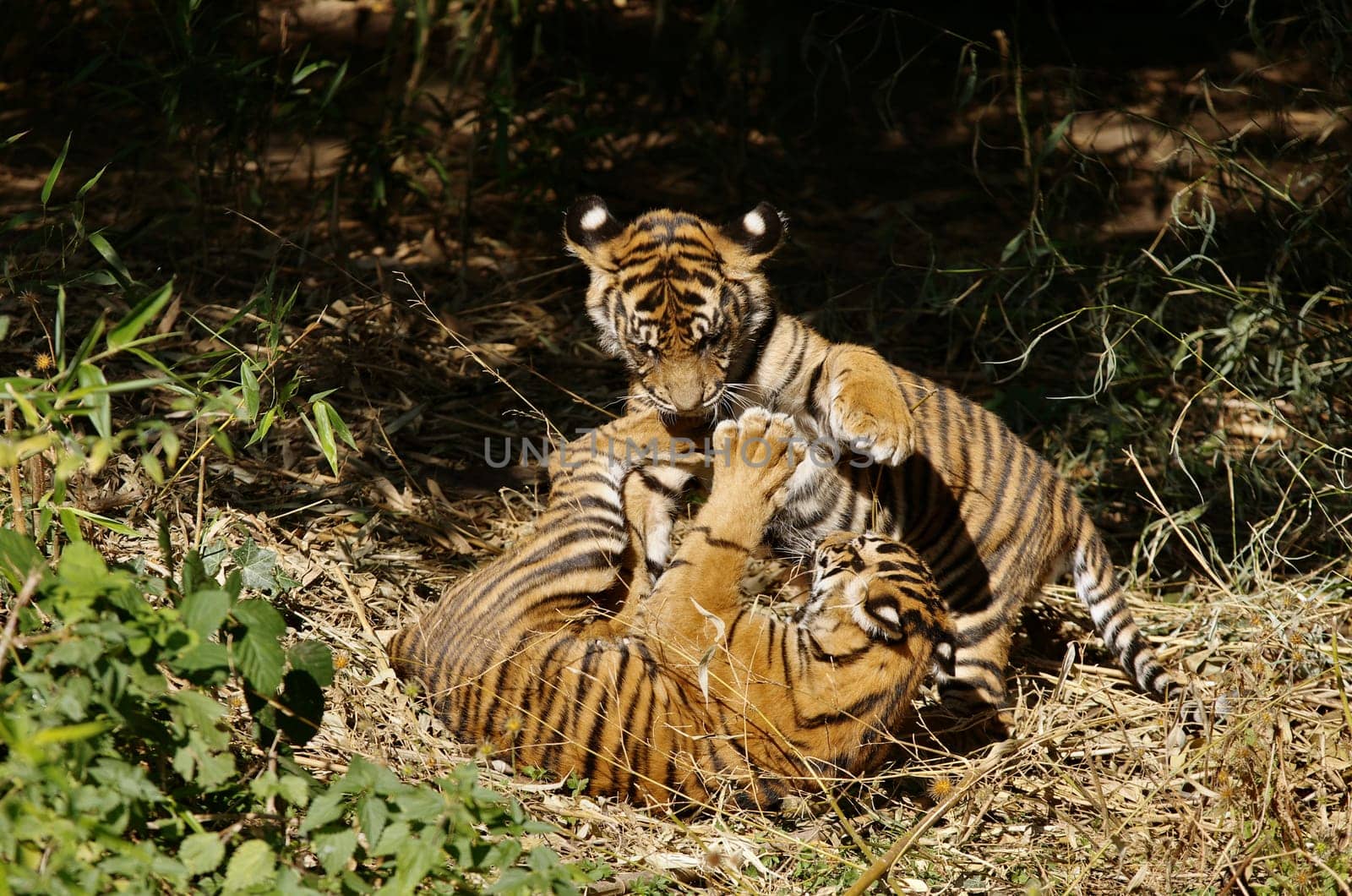 two young Sumatran tigers