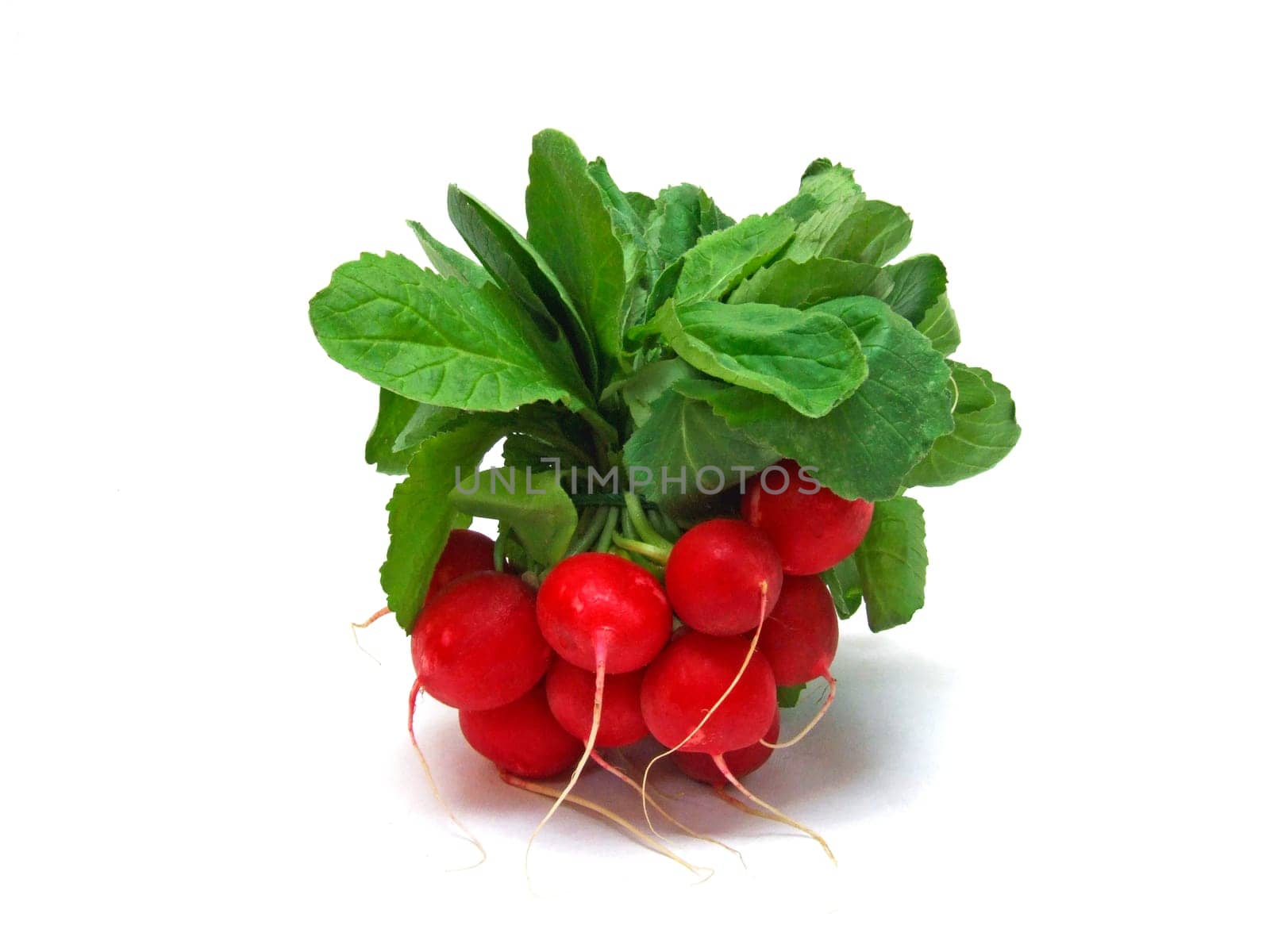 Radish