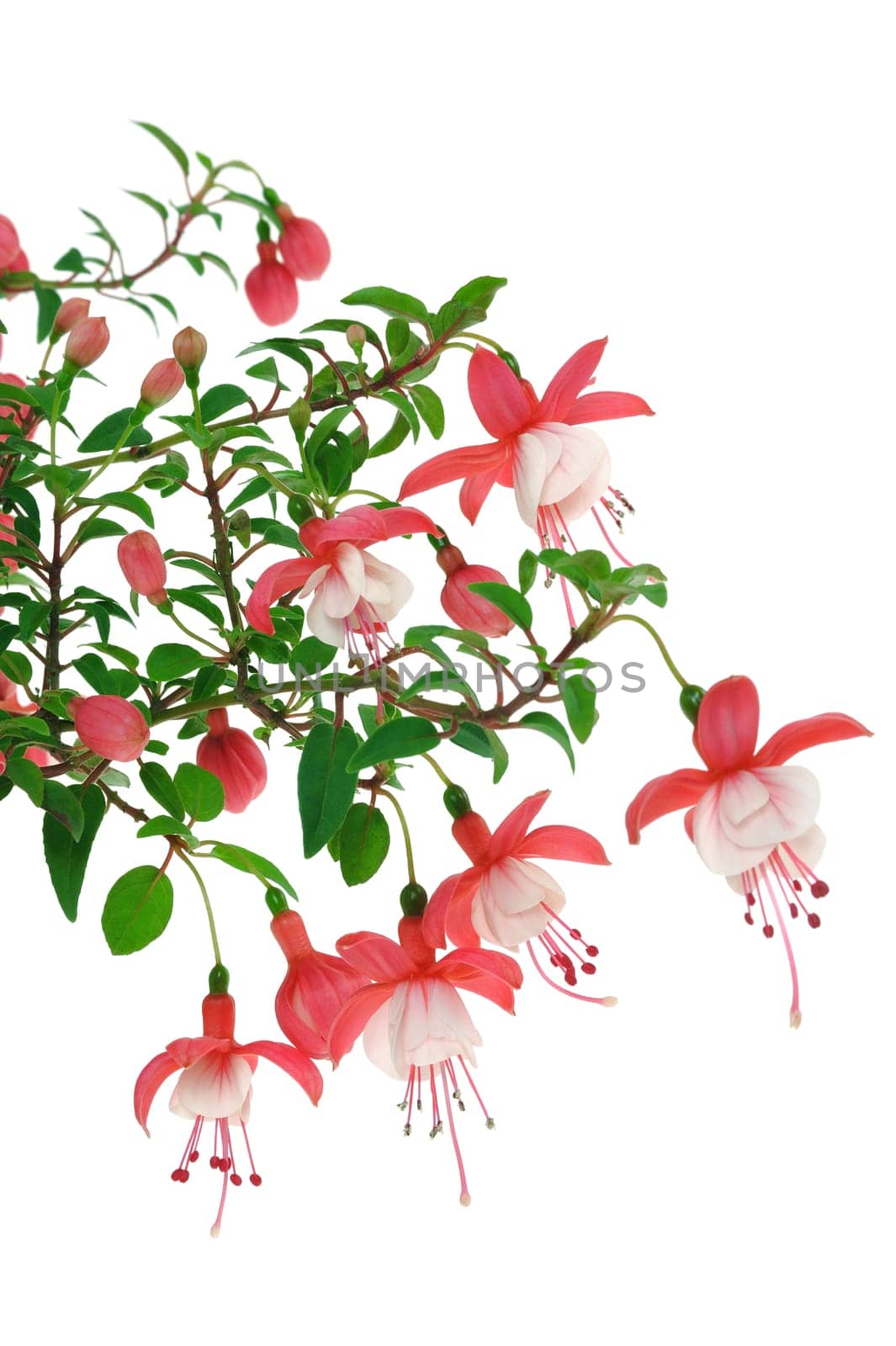 Fuchsia flowers over white background