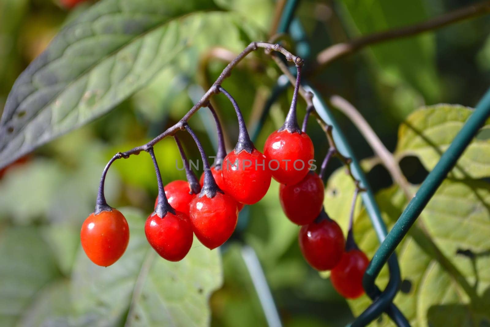 Berries