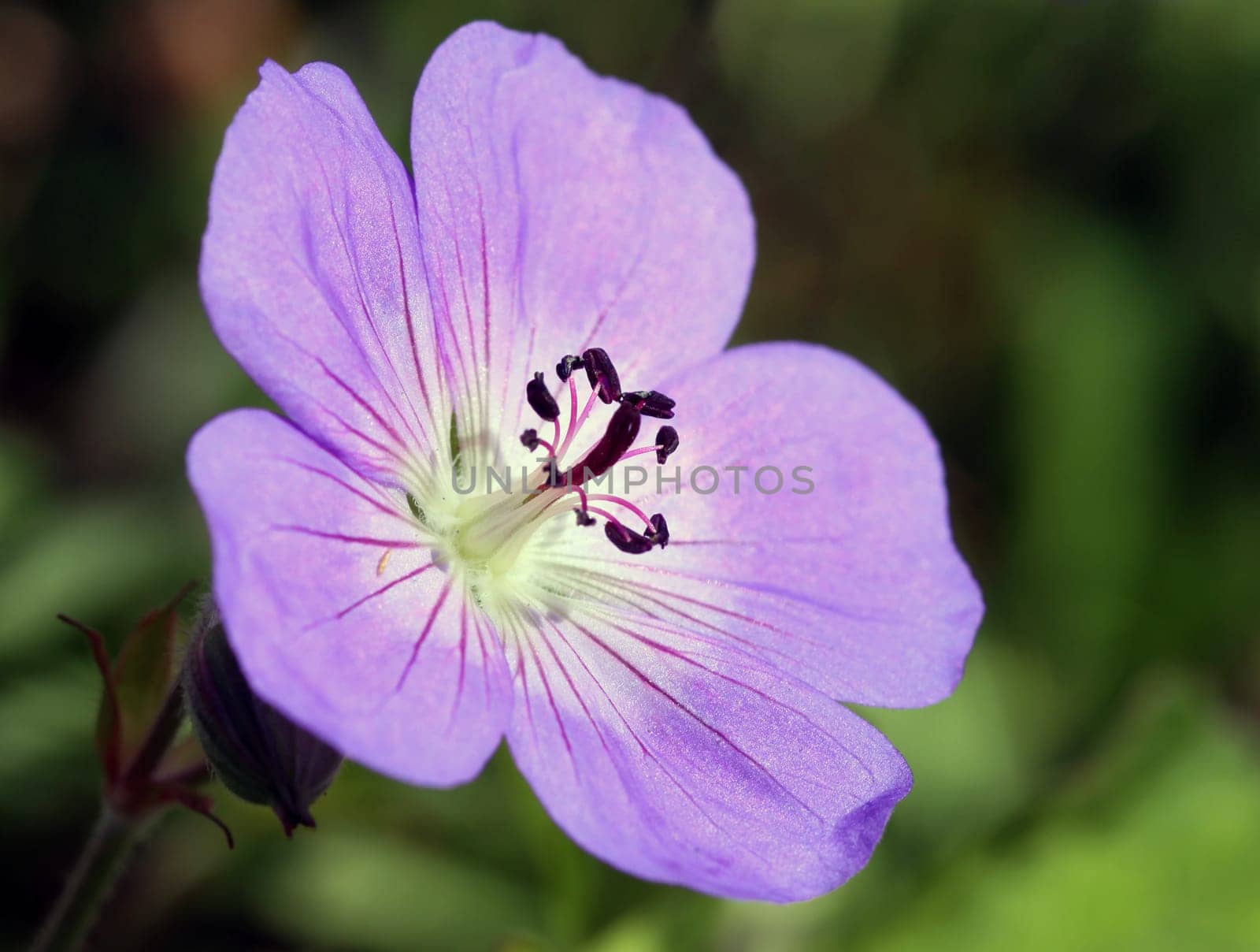 Cranesbill in October