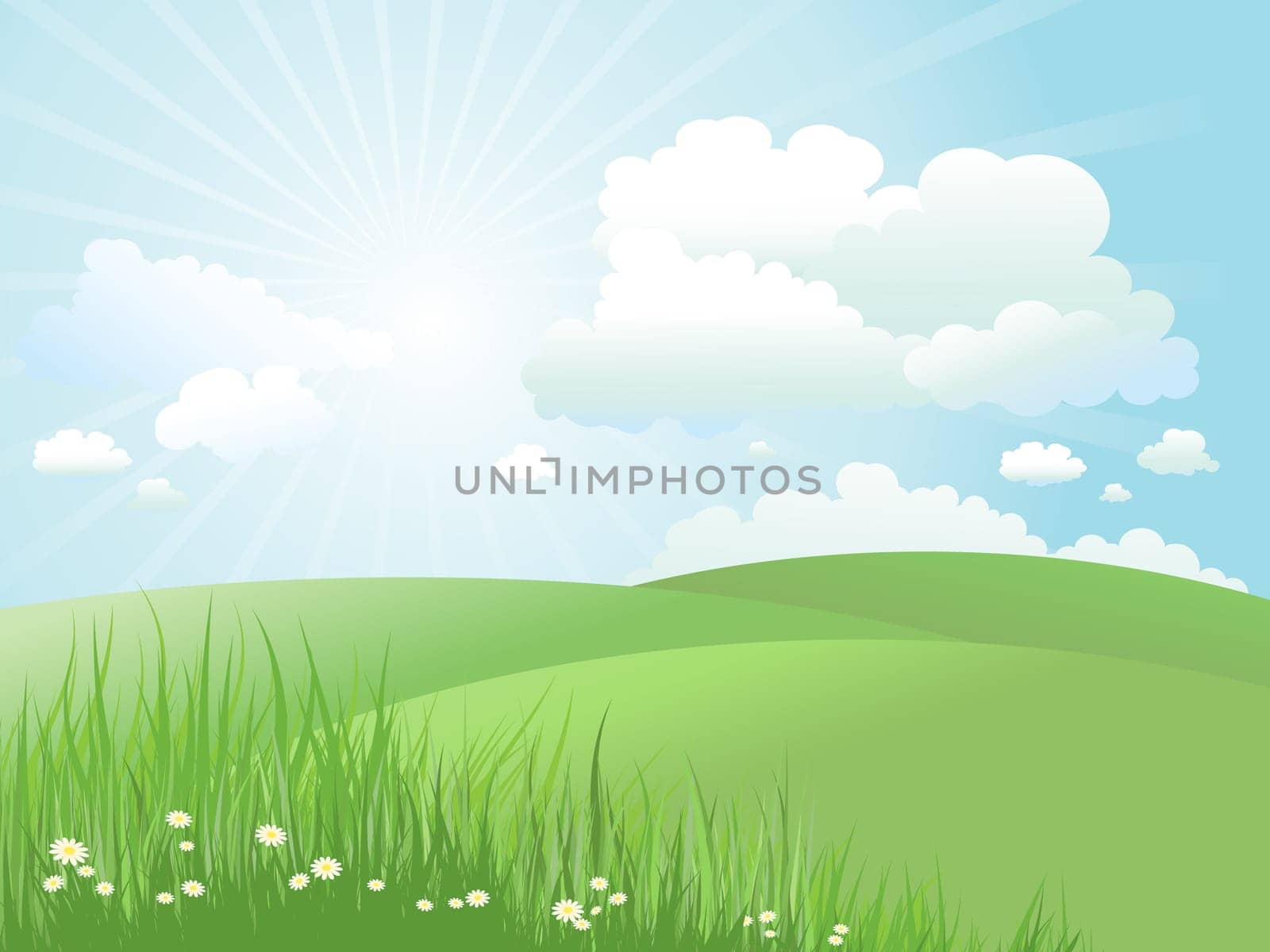 Summer landscape with daisies in grass