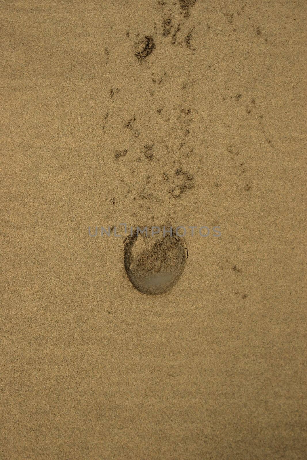 hoofprints on a sandy ballybunion beach on irelands west coast