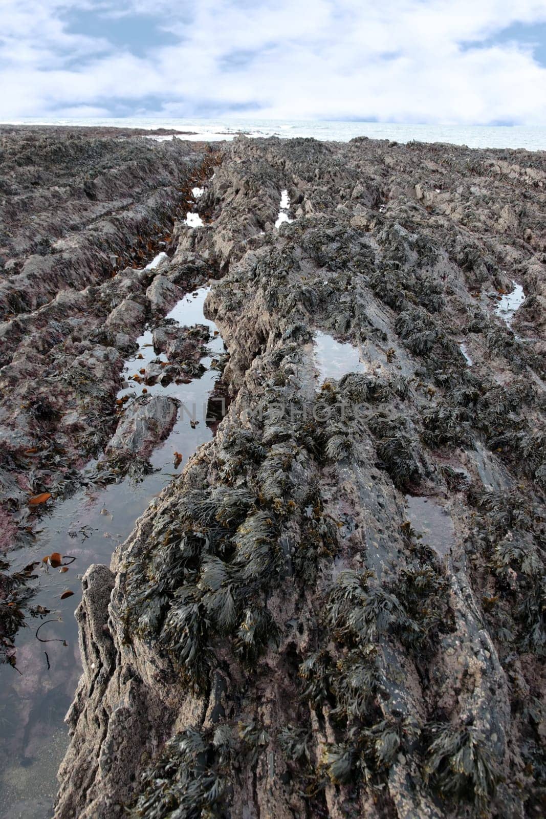 seaweed hanging from rocks on the rocky ballybunion coastline on irelands west coast