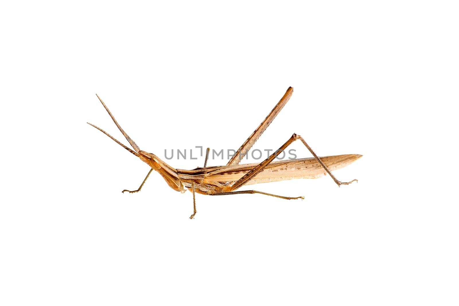 The brown grasshopper is photographed on a white background