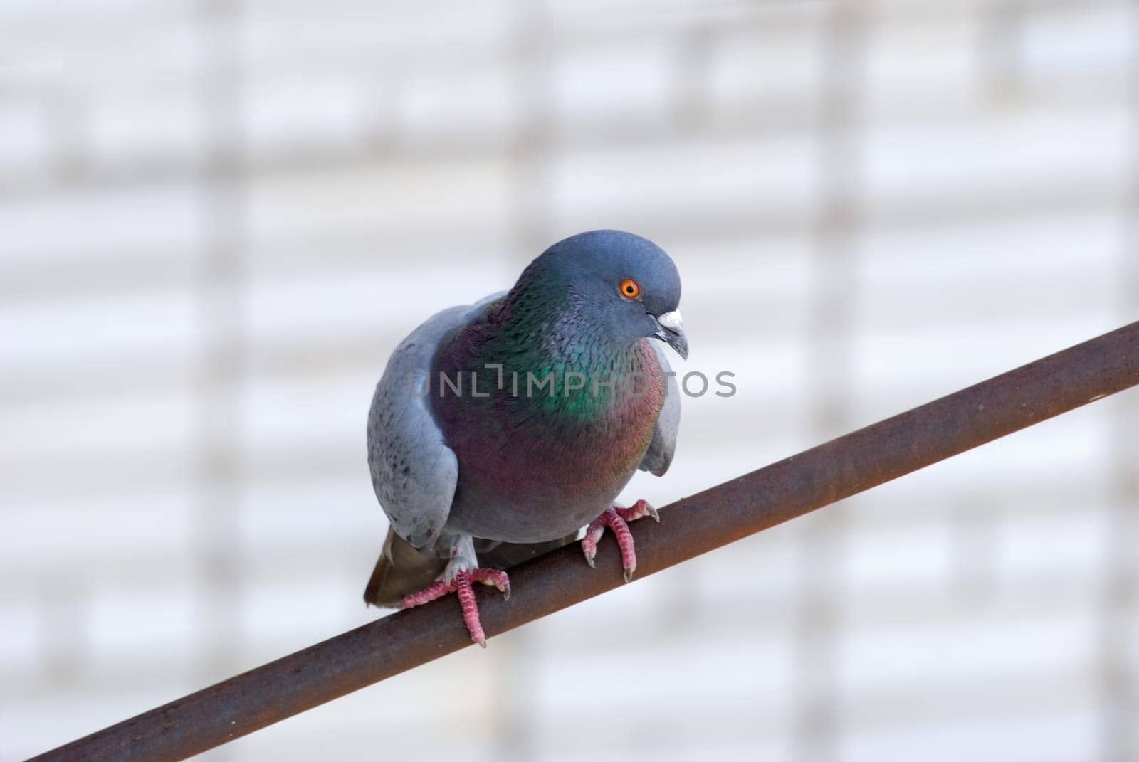 The pigeon sits on an iron pipe
